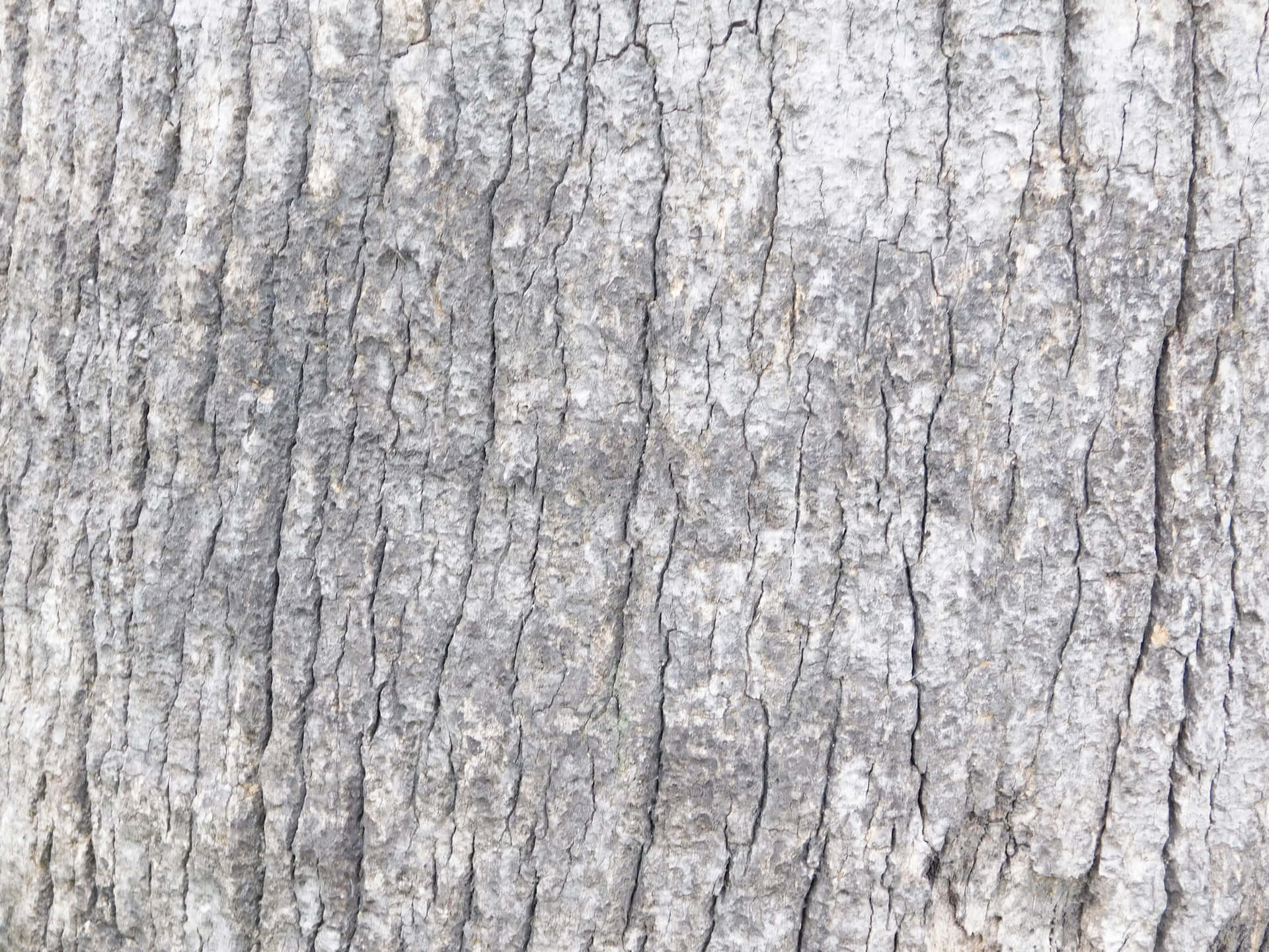 Tree trunk texture 壁紙 — 風化樹皮的近距離特寫，具有深垂直溝槽和斑駁灰色色調。
