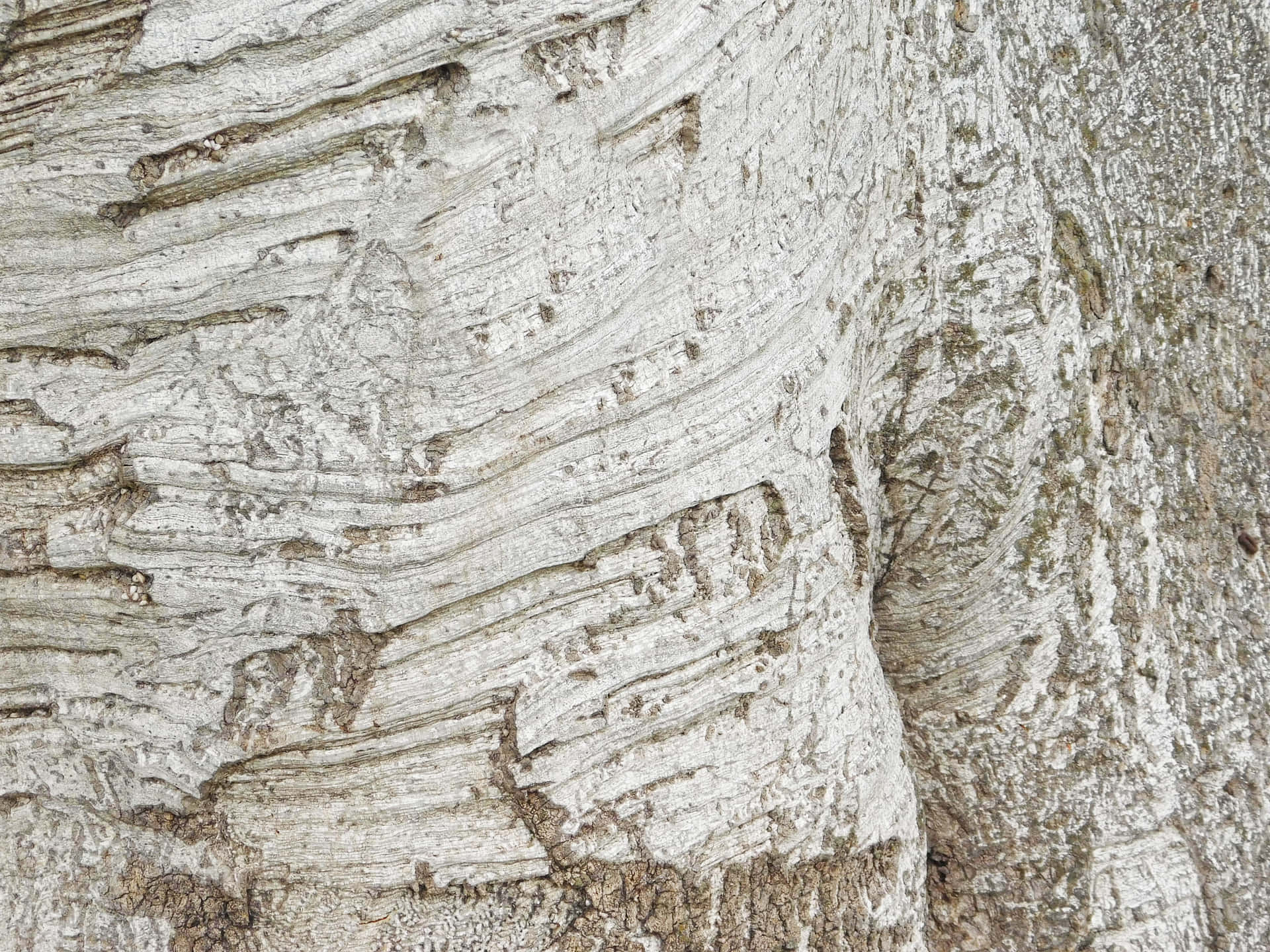 Tree trunk texture 壁紙 — 風化樹皮的近距離特寫，呈現白色和灰色的層狀剝落紋理，露出粗糙的棕色底色。
