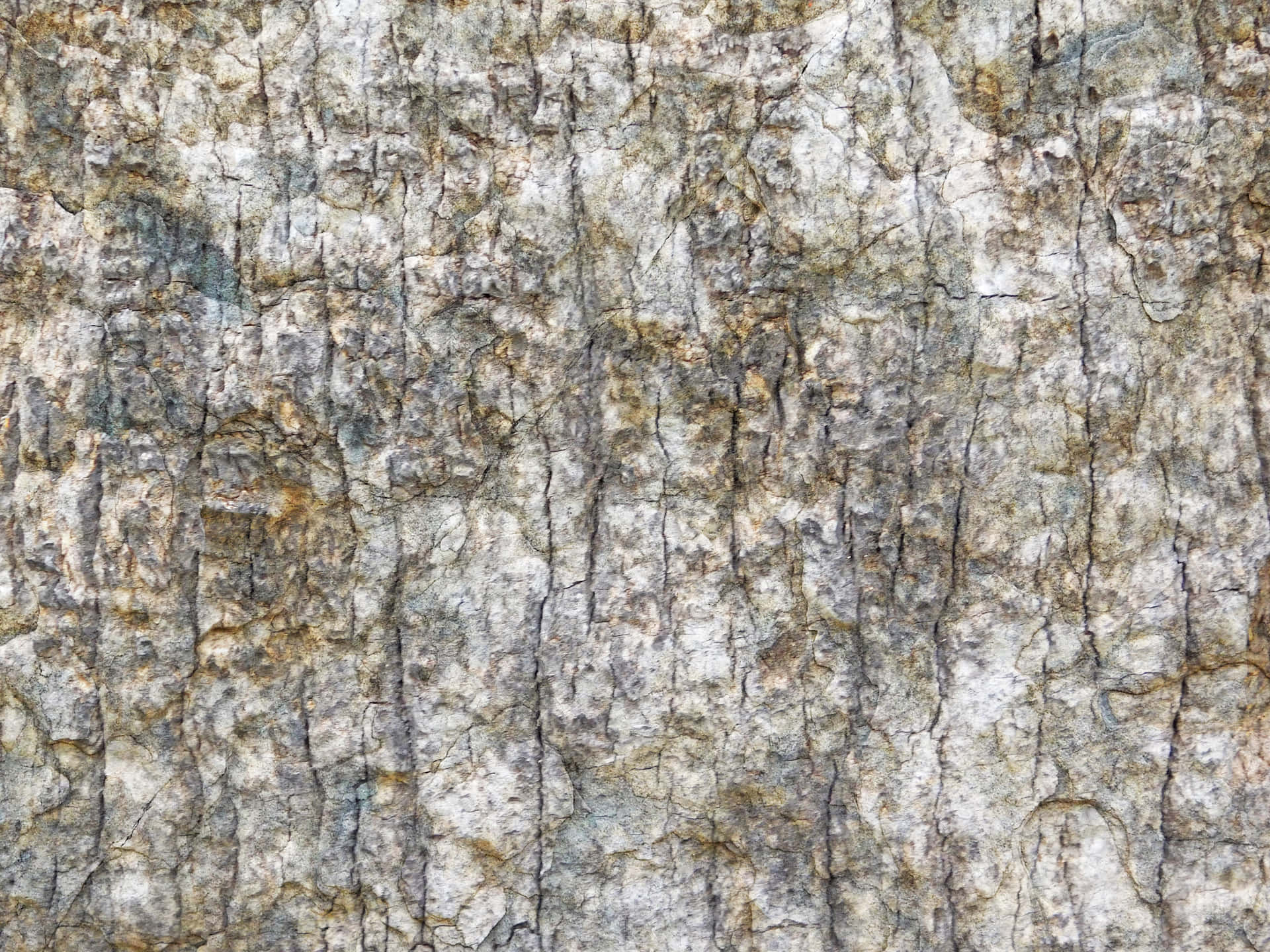 Stone texture 壁紙 — 風化樹皮的近距離特寫，帶有深垂直裂縫和斑駁的灰褐色和白色色調。