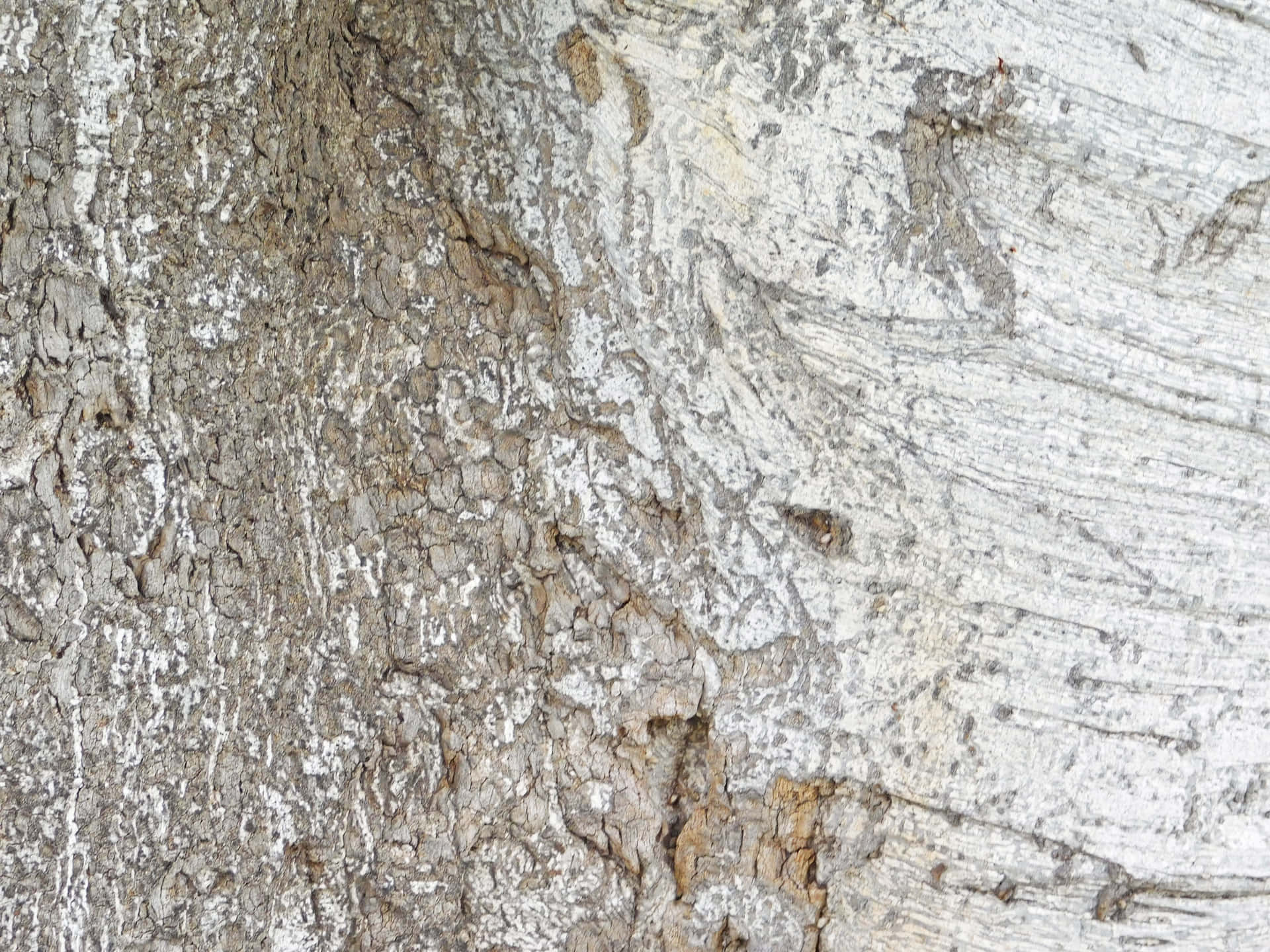 Tree trunk texture 壁紙 — 風化樹皮的近距離特寫，裂開的白色和灰色表面展現出自然的紋理和深度。