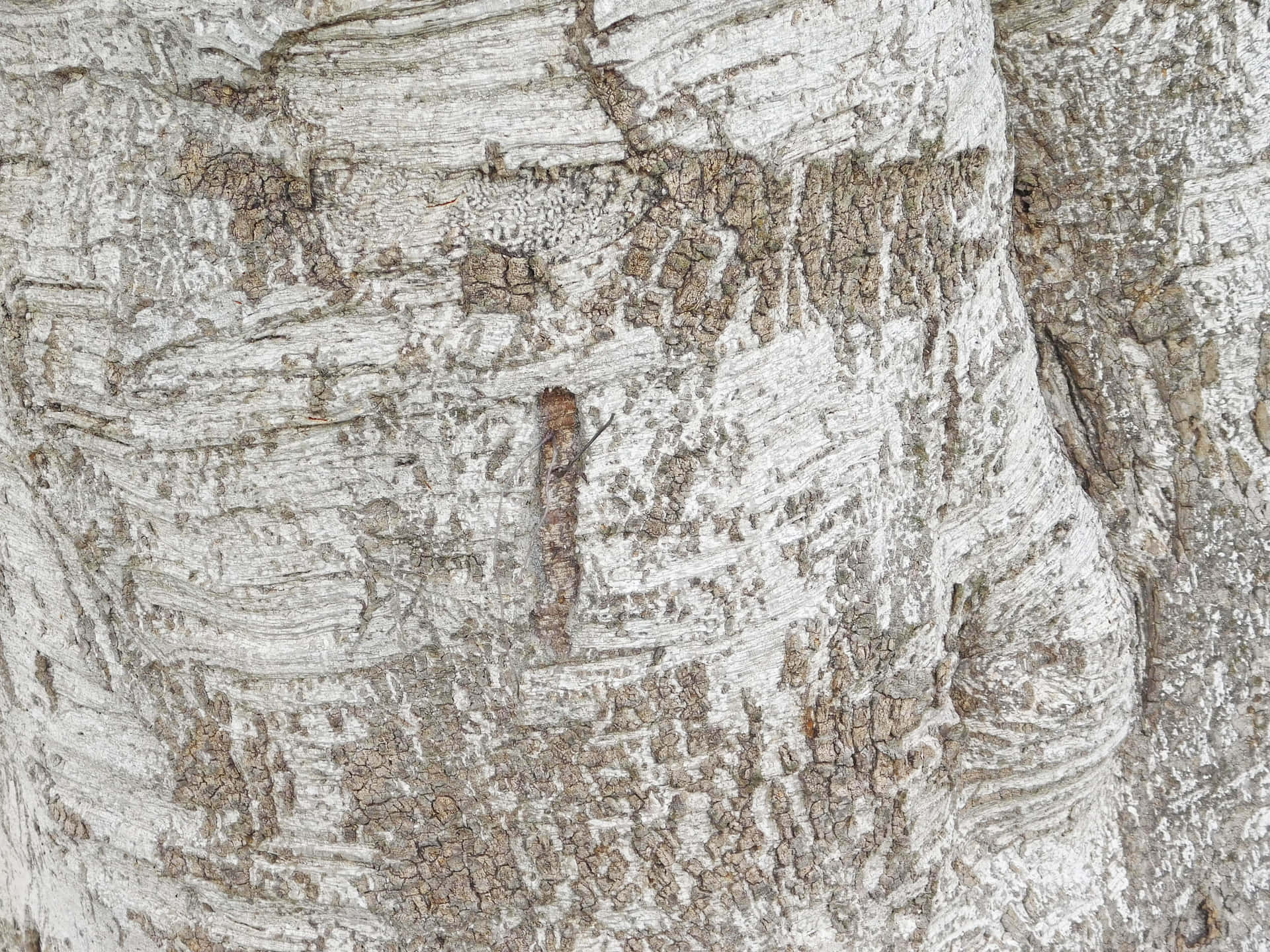 Tree trunk texture 壁紙 — 風化樺樹樹皮的特寫，帶有剝落的白色層和粗糙的灰褐色紋理。