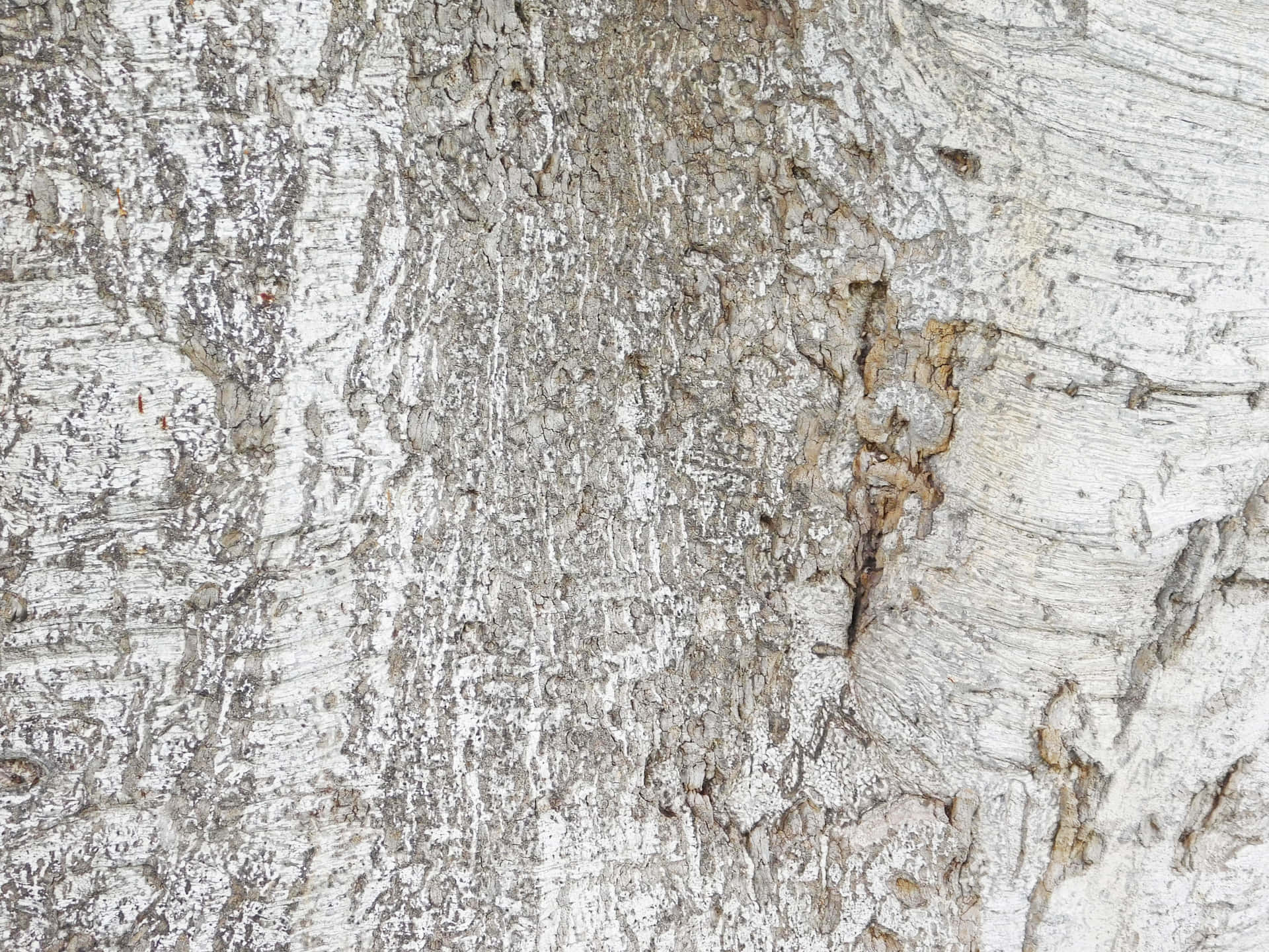 Tree trunk texture 壁紙 — 風化樺樹皮的特寫，剝落的白色和灰色層露出下面有紋理的木材。