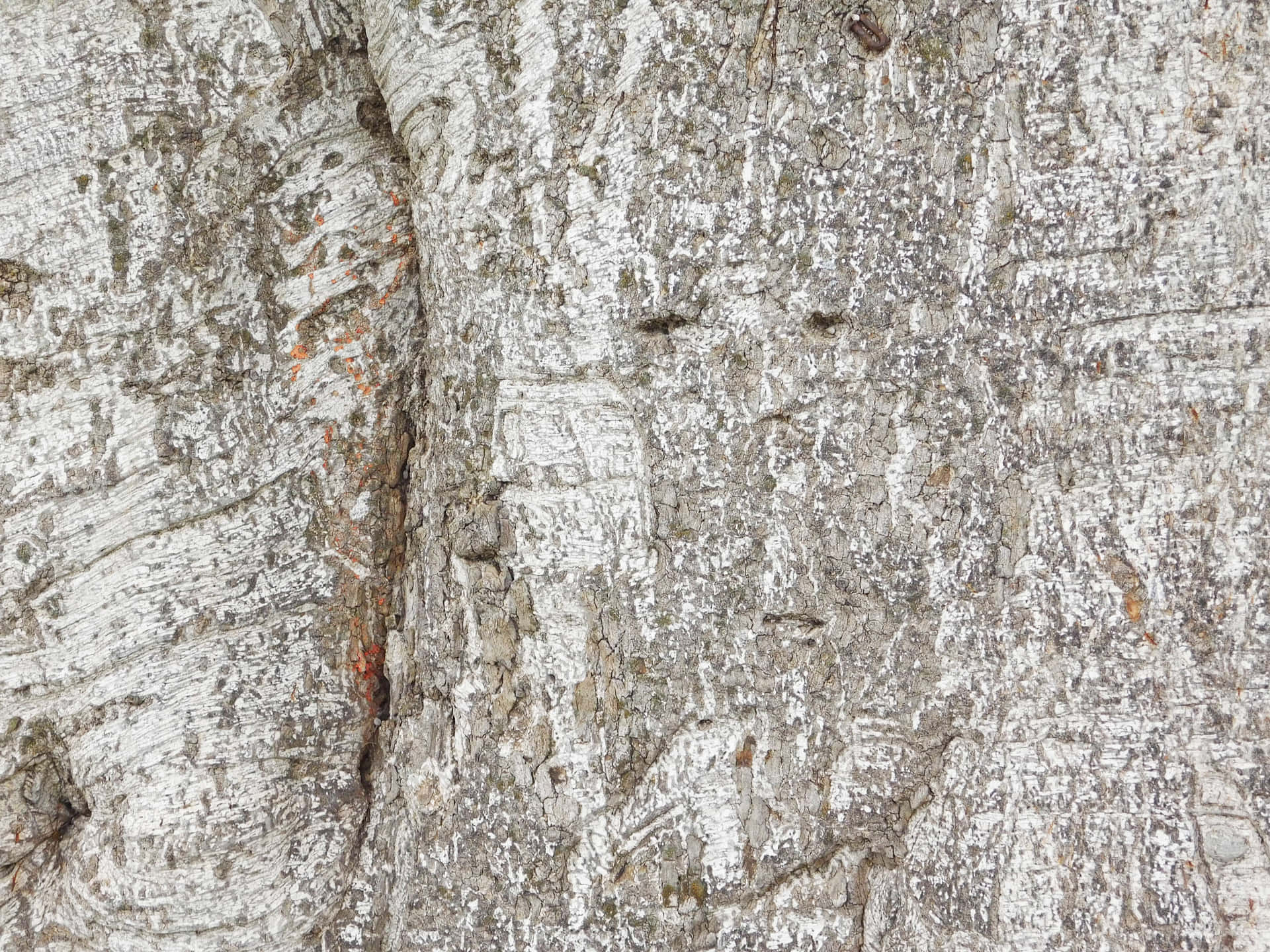 Tree trunk texture 壁紙 — 風化樺樹皮的近距離特寫，剝落的白色層露出灰色和橙色的底色。