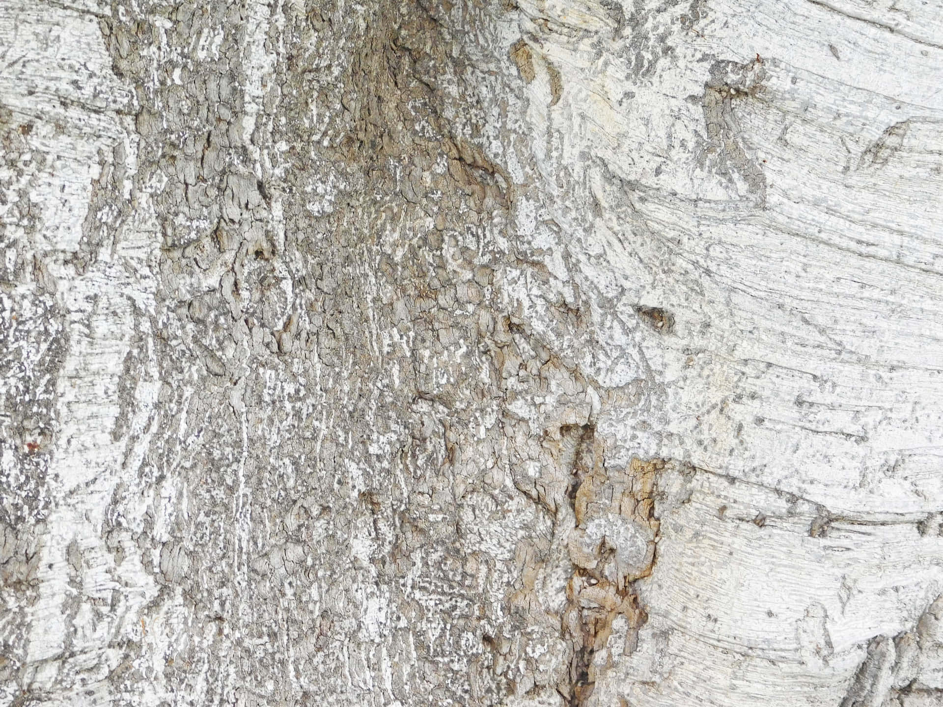Tree trunk texture 壁紙 — 風化樺樹皮的近距離特寫，剝落的白色層露出灰色和棕色底色。