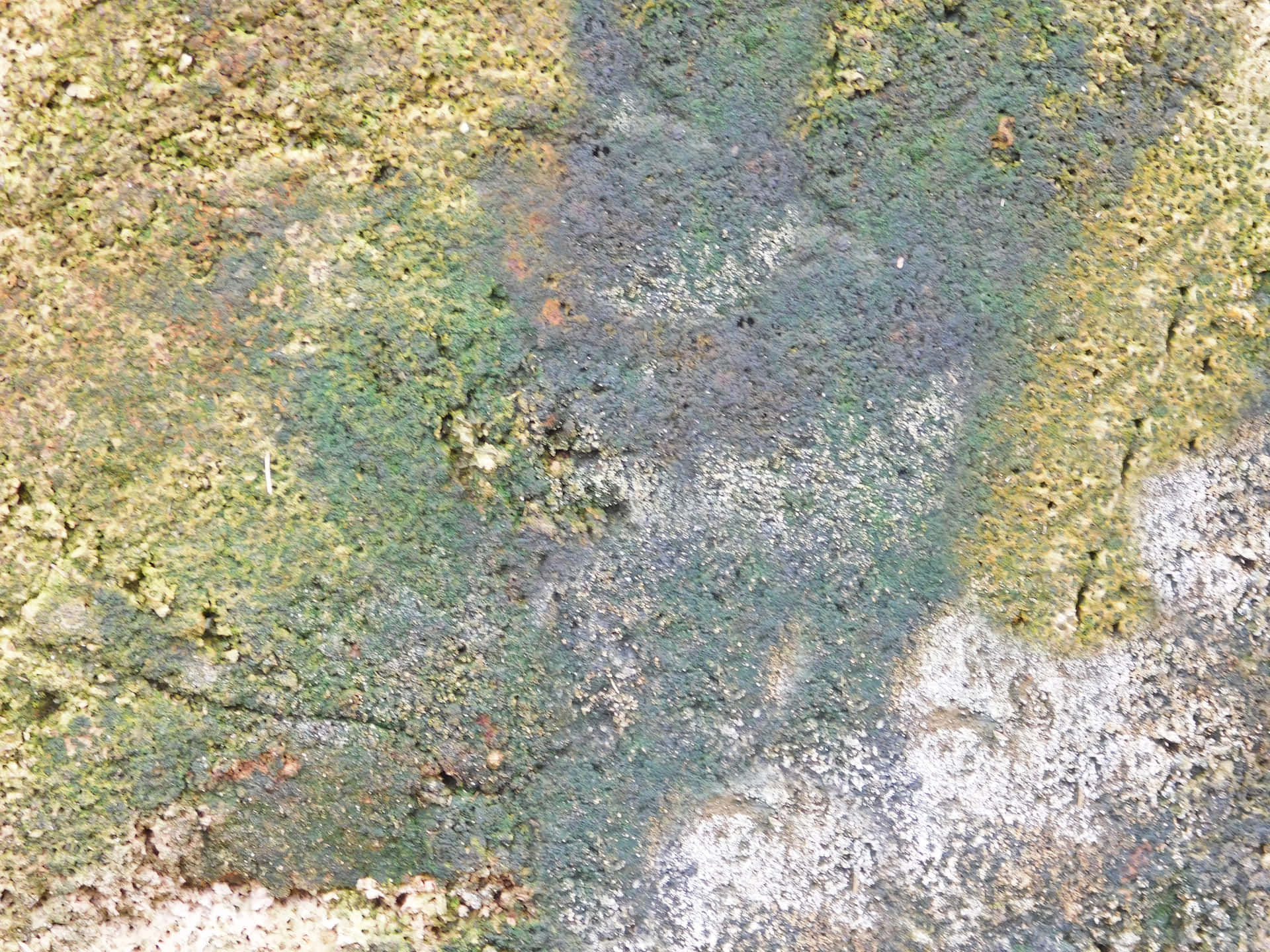 Wood texture 壁紙 — 風化混凝土的特寫，覆蓋著綠色苔蘚和灰色地衣，帶有鏽跡和污垢斑塊。