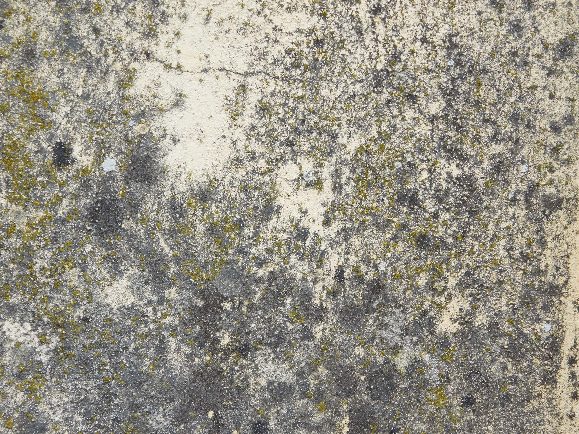 Stone texture 壁紙 — 風化混凝土表面的特寫，帶有灰色斑塊和散落的黃綠色苔蘚。