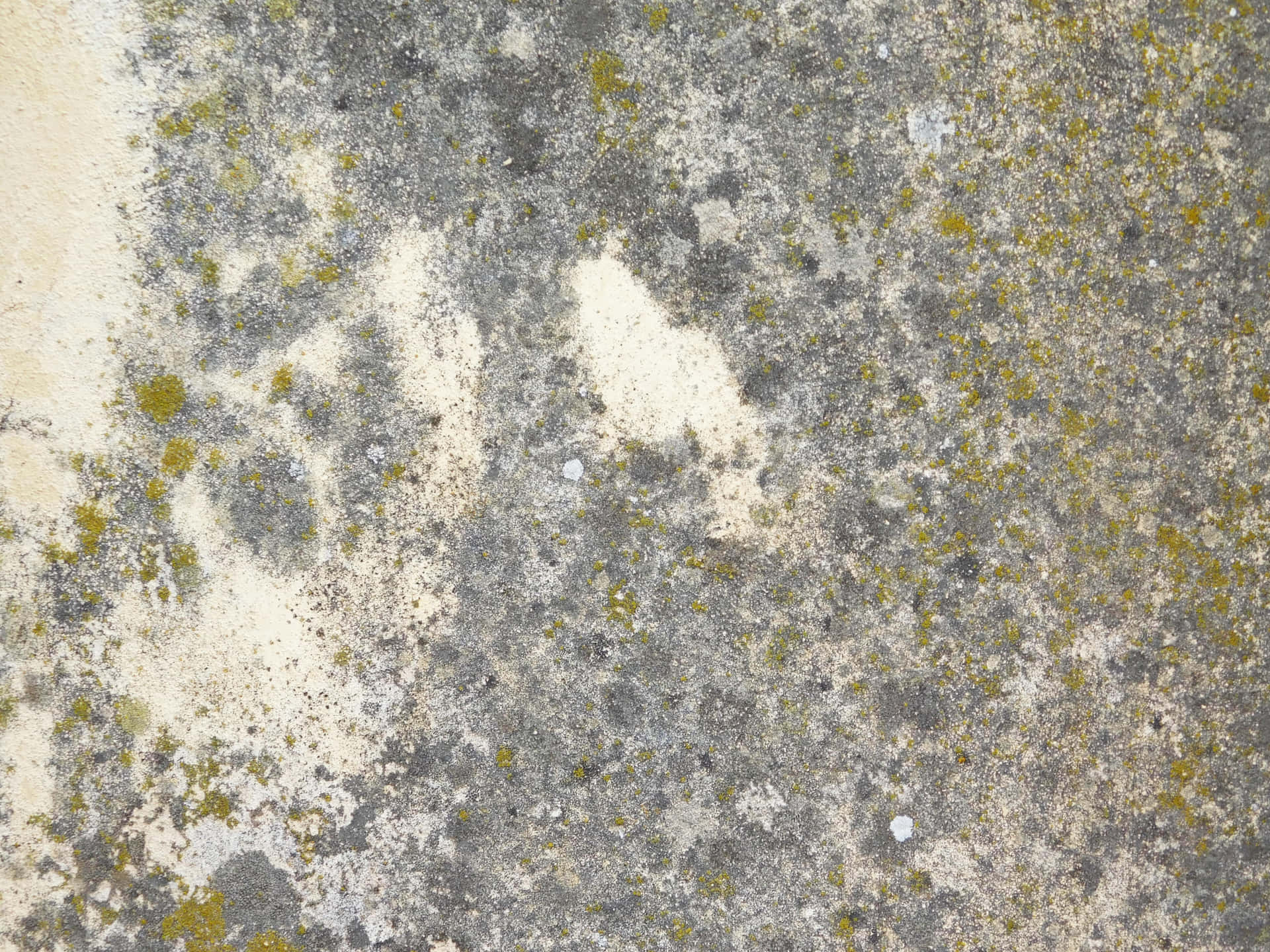 Stone texture 壁紙 — 風化混凝土表面的特寫，灰色紋理，散佈黃綠色苔蘚斑塊。