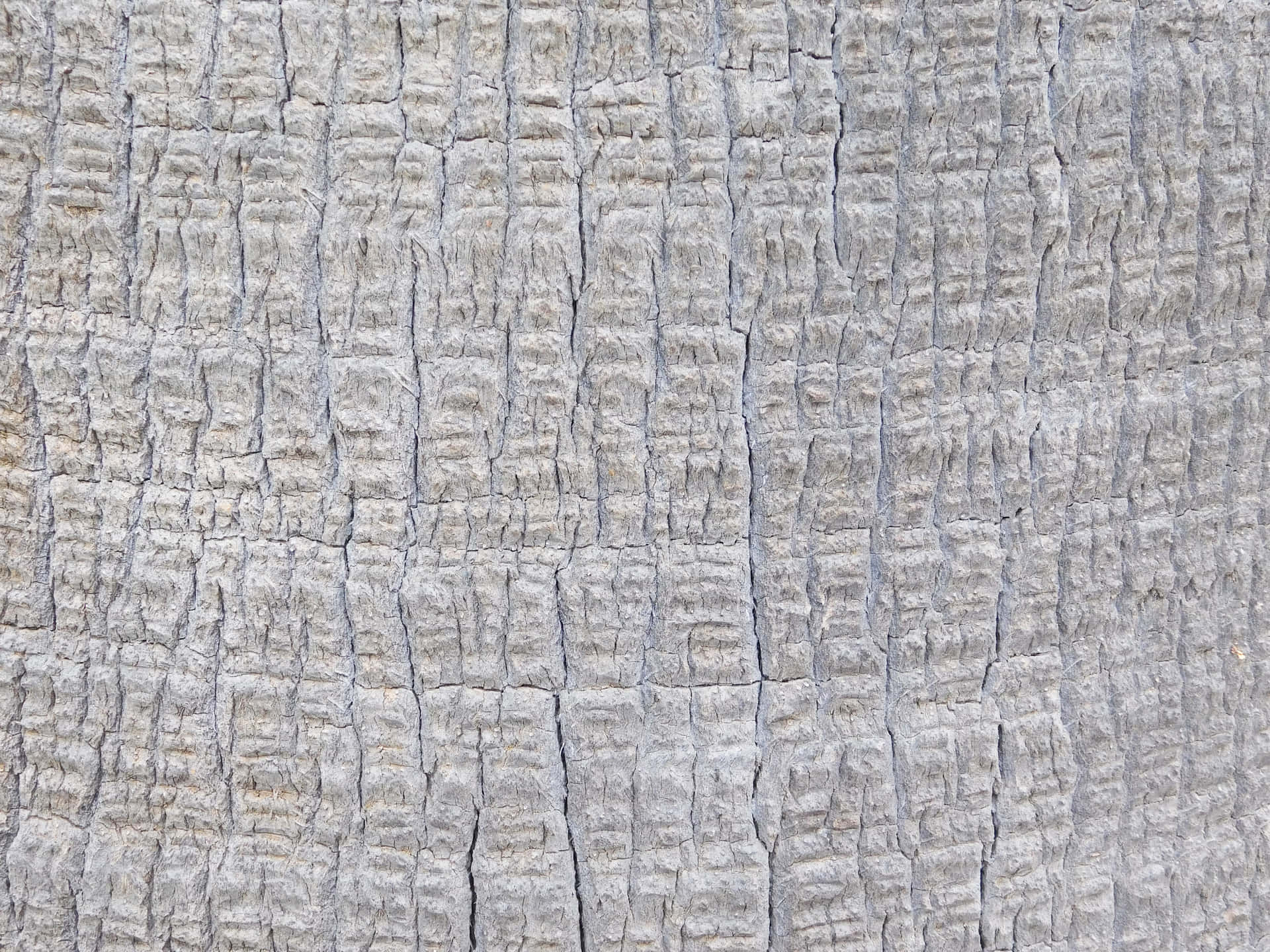 Tree trunk texture 壁紙 — 風化灰色樹皮的近距離特寫，帶有深垂直裂縫和粗糙紋理表面。