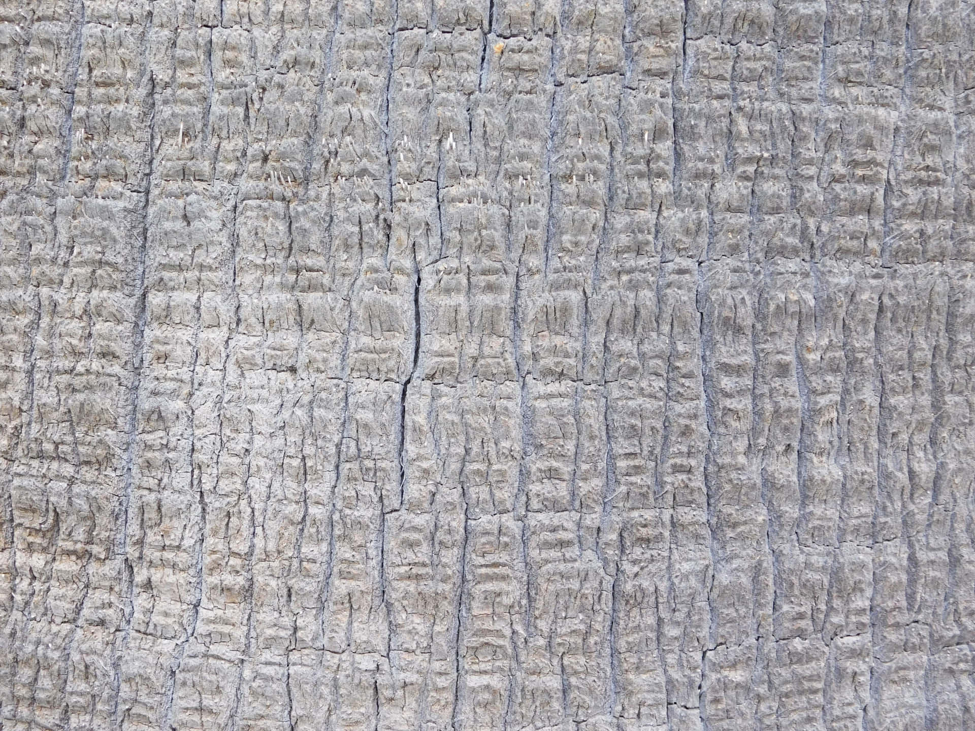 Tree trunk texture 壁紙 — 風化灰色樹皮的近距離特寫，帶有深垂直溝槽和粗糙紋理表面。