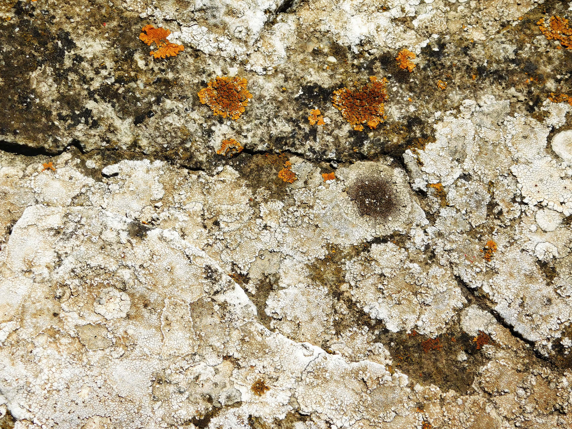 Stone texture 壁紙 — 風化石頭的近距離特寫，覆蓋著白色地衣和鮮豔橙色地衣的斑塊。