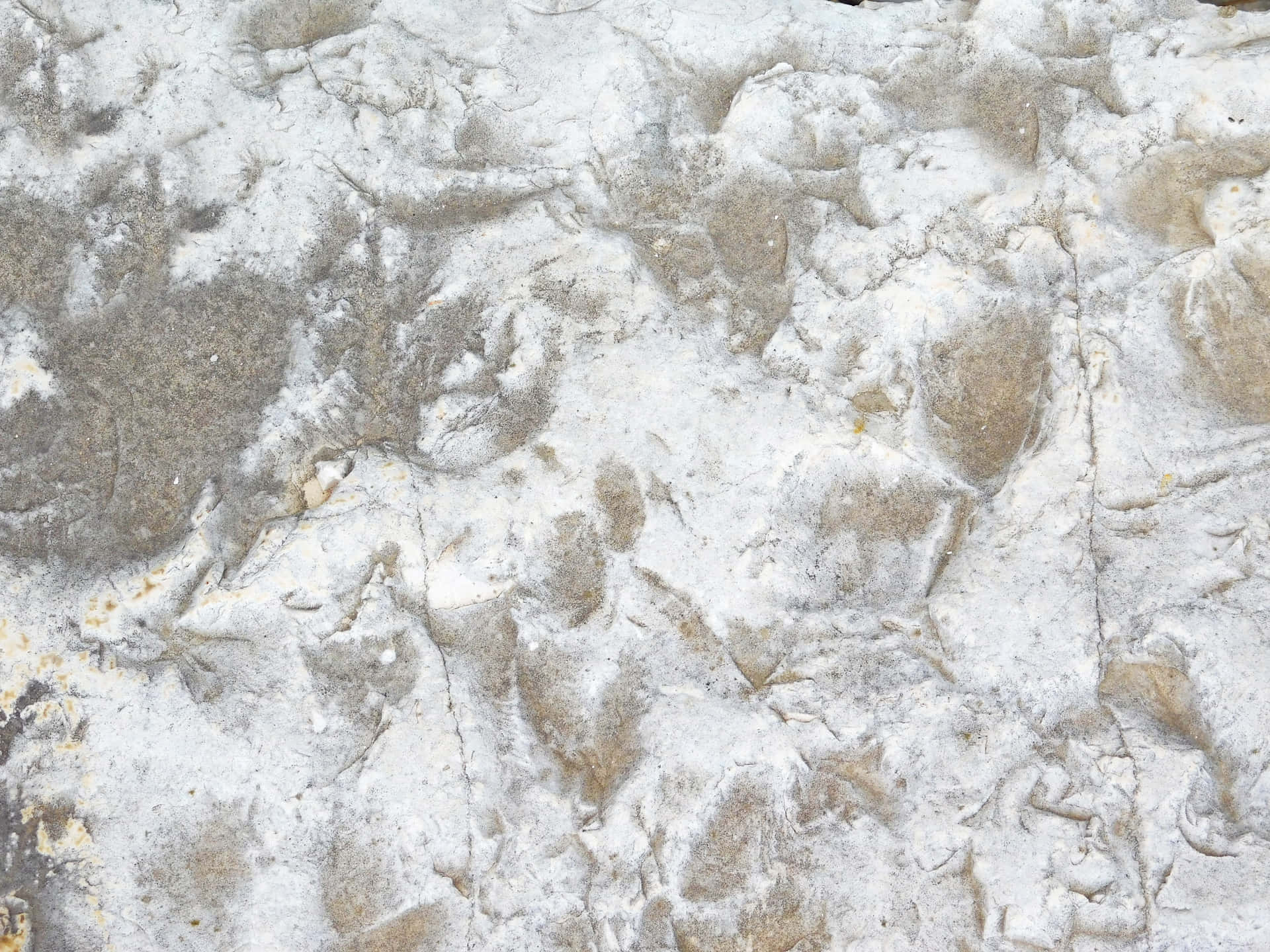 Stone texture 壁紙 — 風化石頭表面的特寫，帶有粗糙的白色和灰色紋理以及微妙的土色污漬。