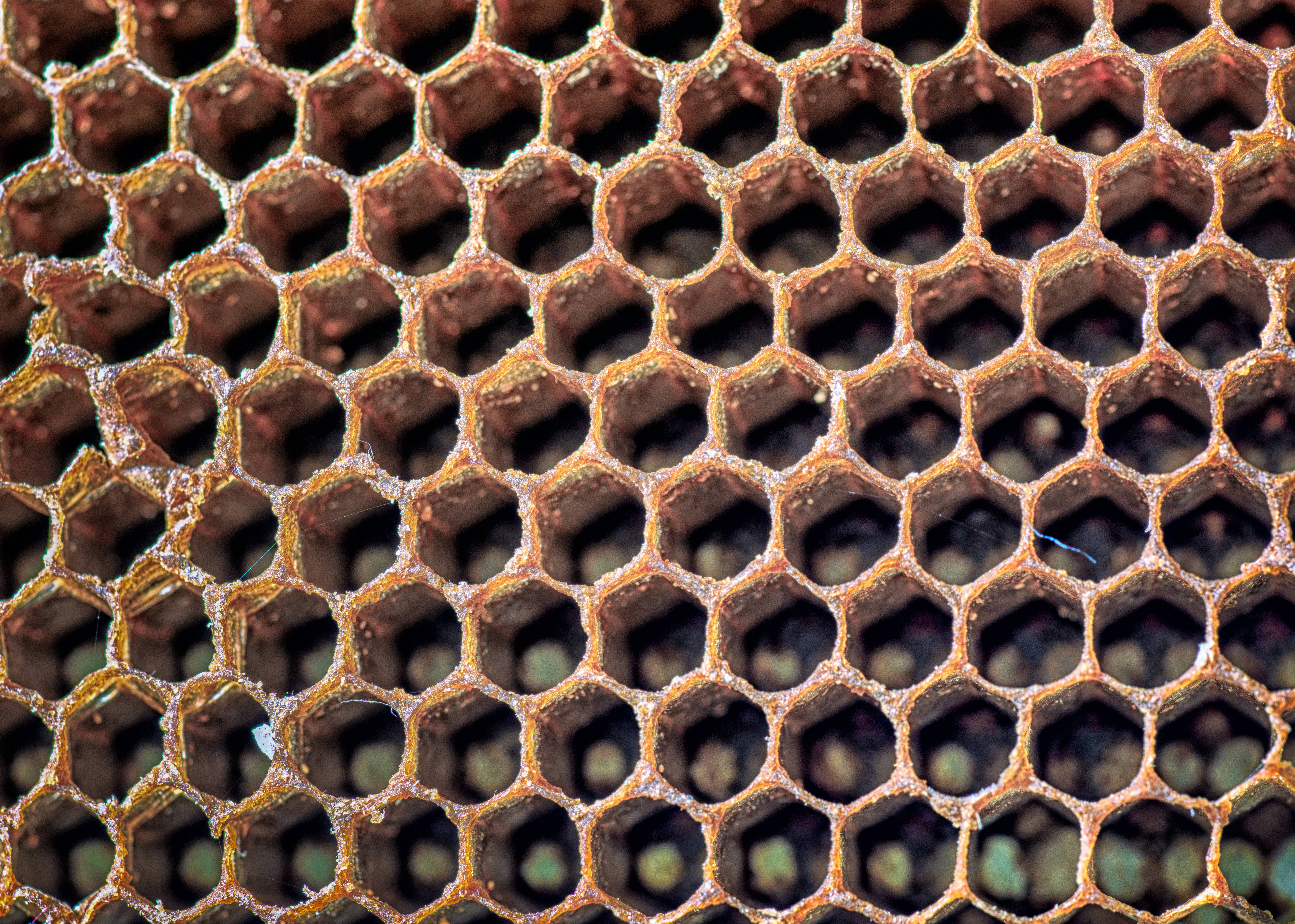 Honeycomb 桌布 壁紙 — 風化蜂巢的特寫，六角形蜂室呈現琥珀色調和有機質感。