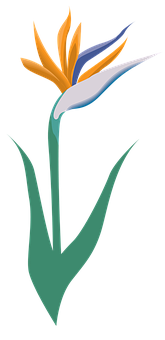 風格化天堂鳥花卉插圖 壁紙