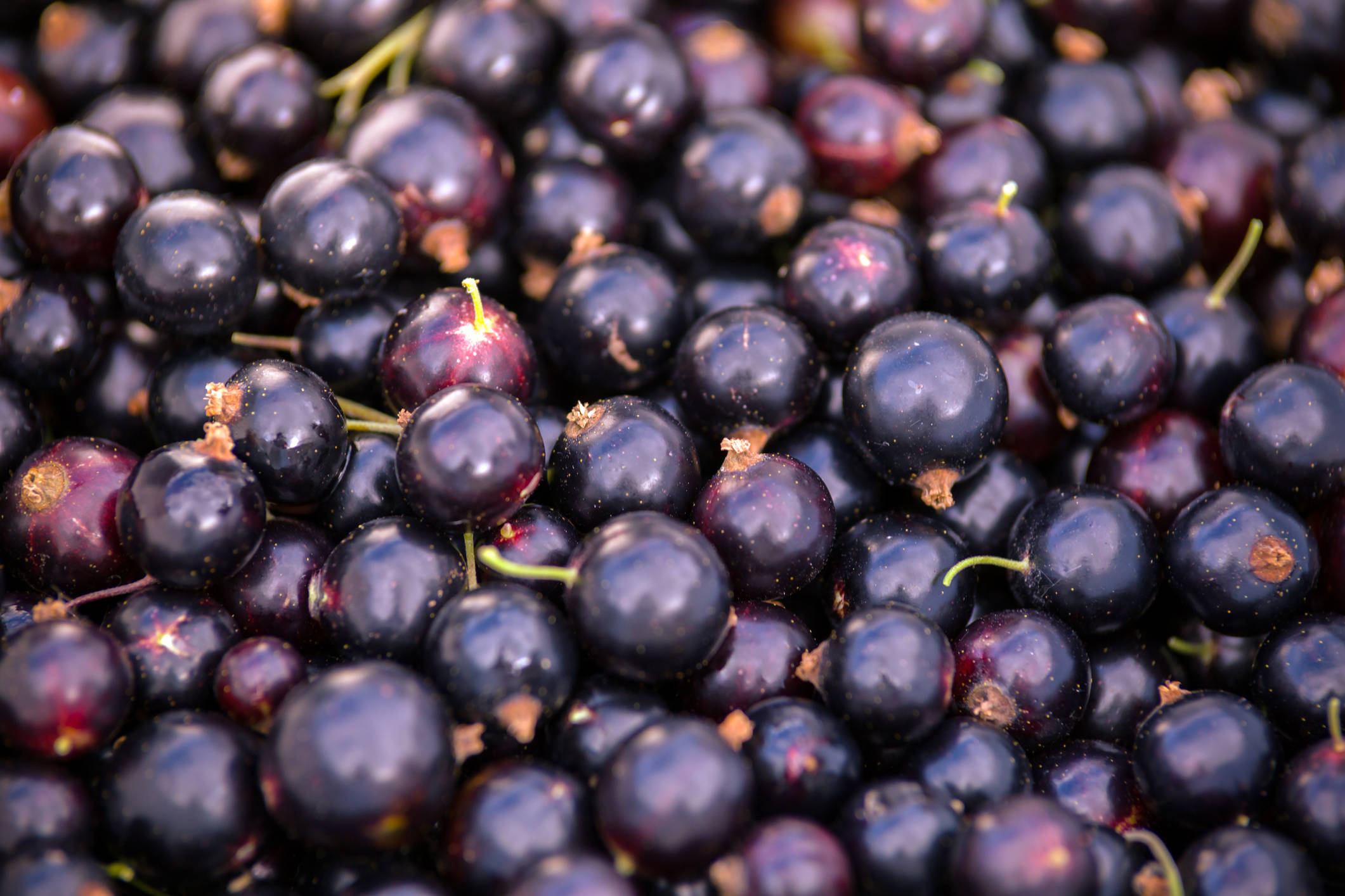 Fruit 桌布 壁紙 — 飽滿深紫色黑加侖子的特寫，帶有露珠般的光澤和小莖。