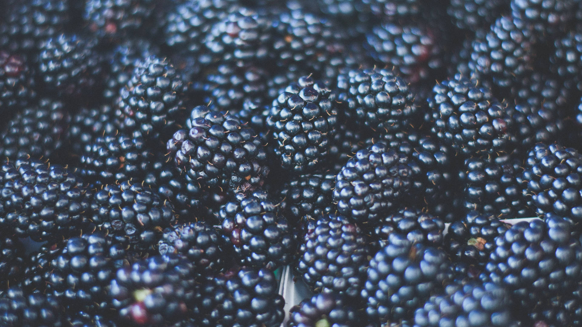 Fruits 桌布 壁紙 — 飽滿深紫色黑莓的特寫，在柔和光線下閃爍著露珠。