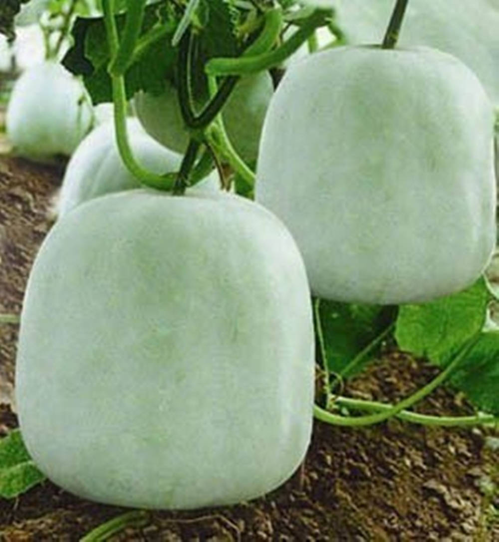 Plant Aesthetic 桌布 壁紙 — 飽滿的淡綠色冬瓜在陽光普照的花園苗床上生長，土壤肥沃呈棕色。