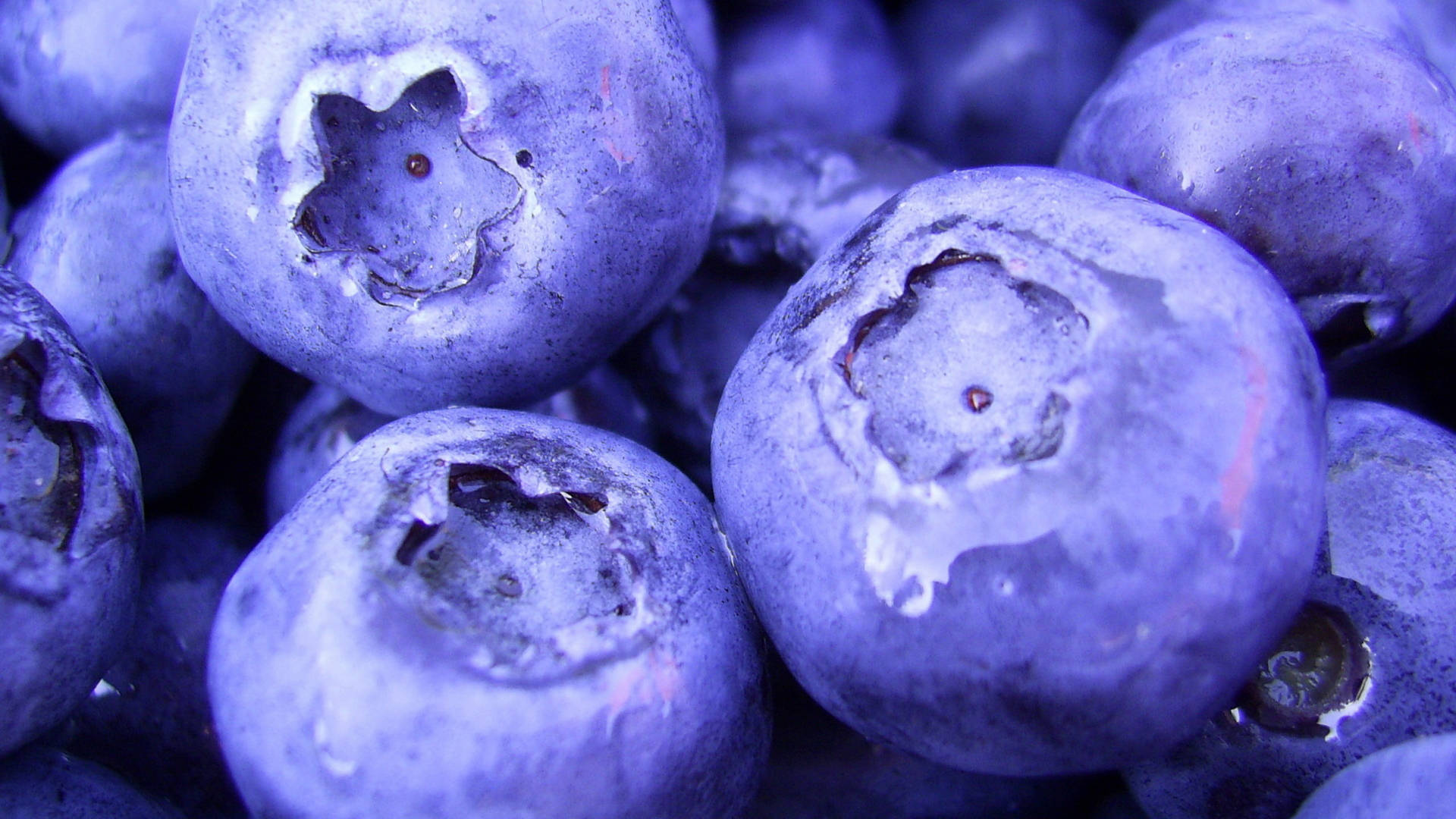 Blueberry 桌布 壁紙 — 飽滿藍莓的特寫，在柔和光線下閃爍著露珠，顯現出紋理表皮和星形花萼。