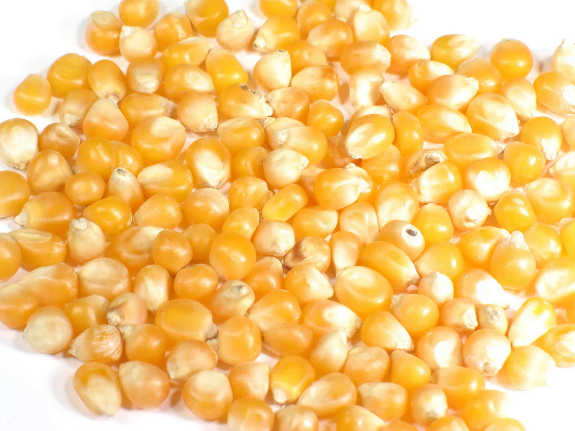 Corn 桌布 壁紙 — 飽滿金黃色玉米粒散落在明亮白色表面上的特寫。