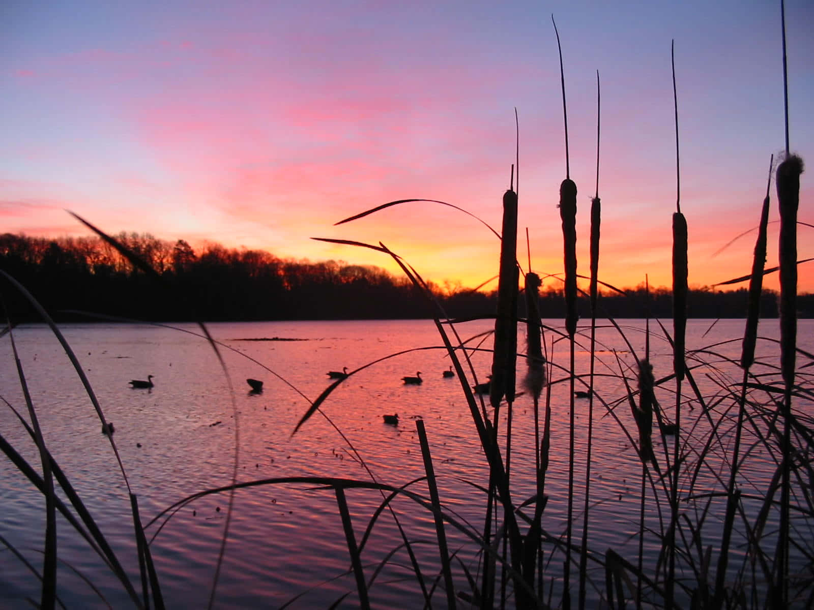 Duck Hunting Desktop 桌布 壁紙 — 香蒲的剪影框住了一個寧靜的湖泊在日落時分，鴨子在火紅粉紅和橙色的天空下在水面上滑行。