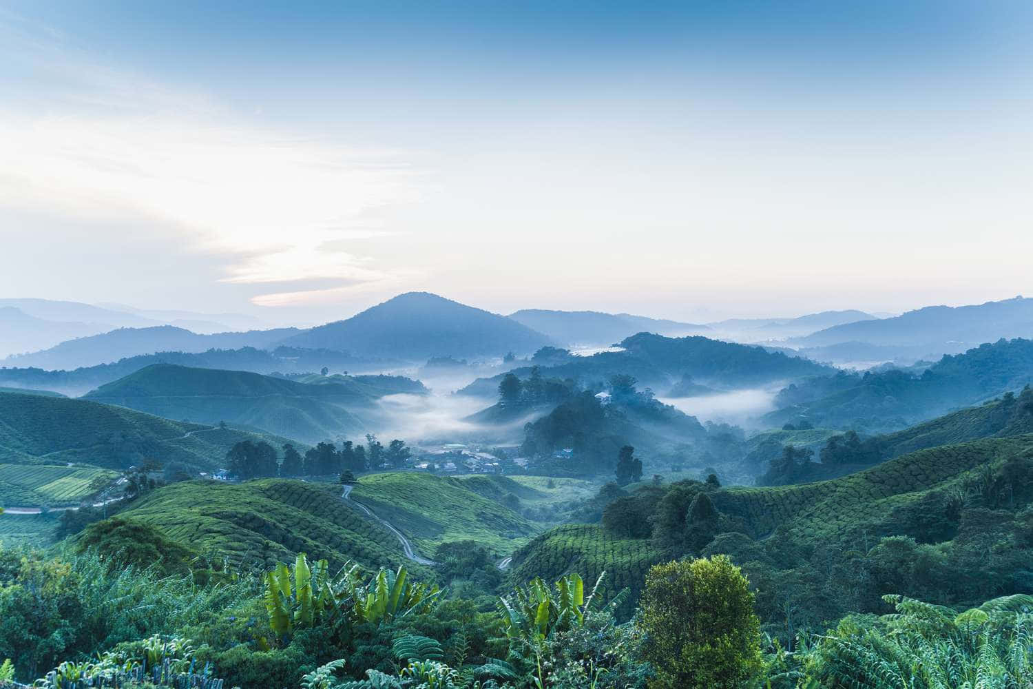 馬來西亞茶園景觀 壁紙