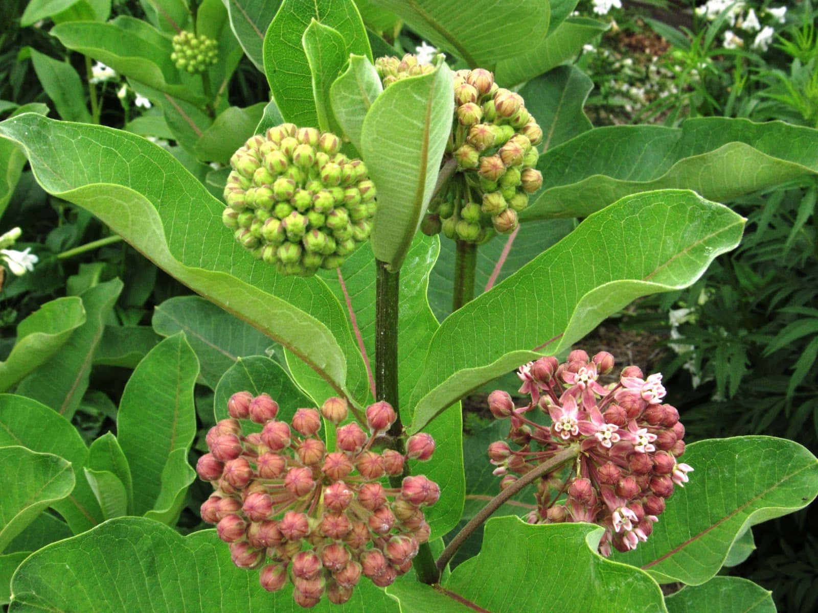 Milkweed 桌布 壁紙 — 馬利筋植物特寫，綠色花蕾和粉白色花朵在大片光澤葉片中綻放。