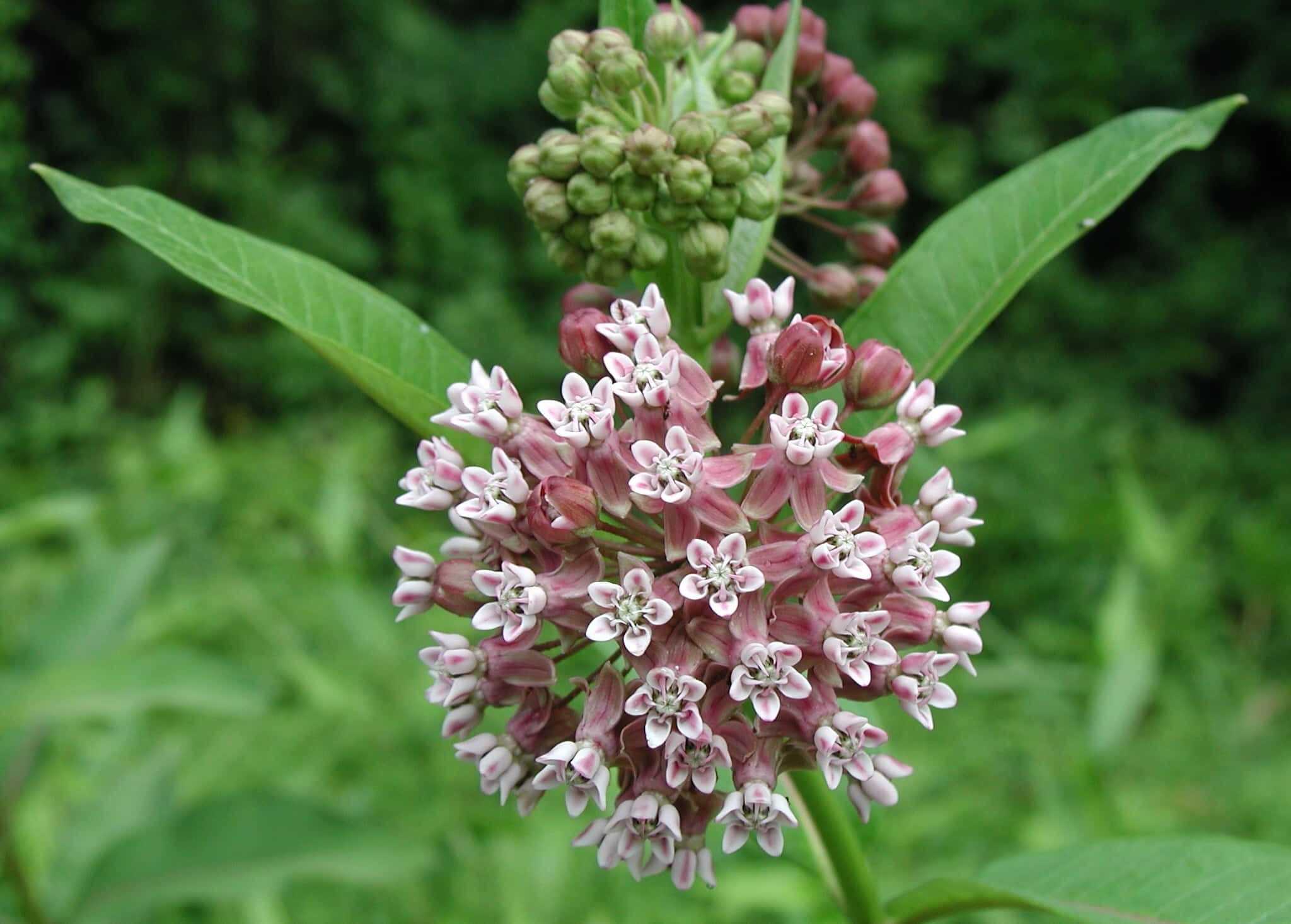 Milkweed 桌布 壁紙 — 馬利筋植物的特寫，展示一簇簇精緻的粉紅色和白色花朵，帶有綠色花蕾和葉子，背景是柔和的模糊綠色。