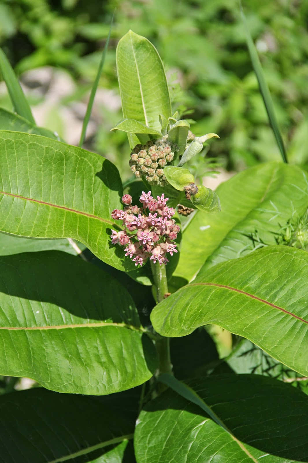 Milkweed 桌布 壁紙 — 馬利筋植物的特寫，擁有鮮綠色的葉子和在明亮陽光下盛開的粉紫色花簇。