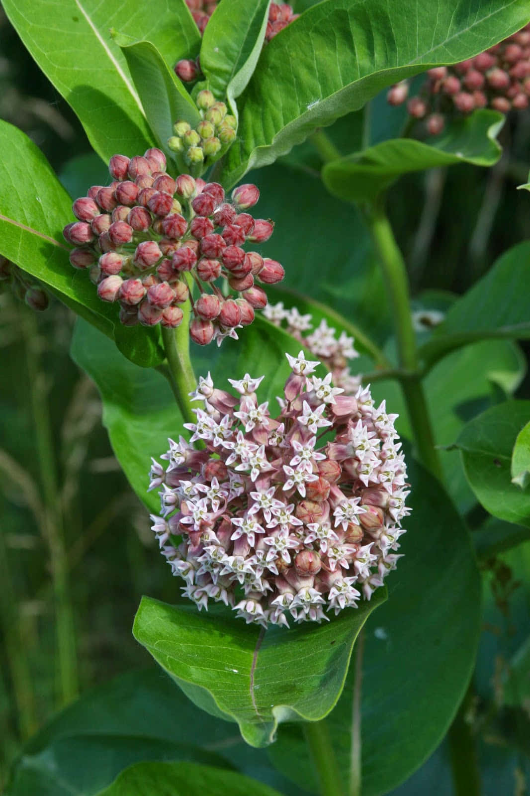 Milkweed 桌布 壁紙 — 馬利筋花朵盛開的特寫，白色星形花瓣和粉紅色花蕾被大綠葉包圍。