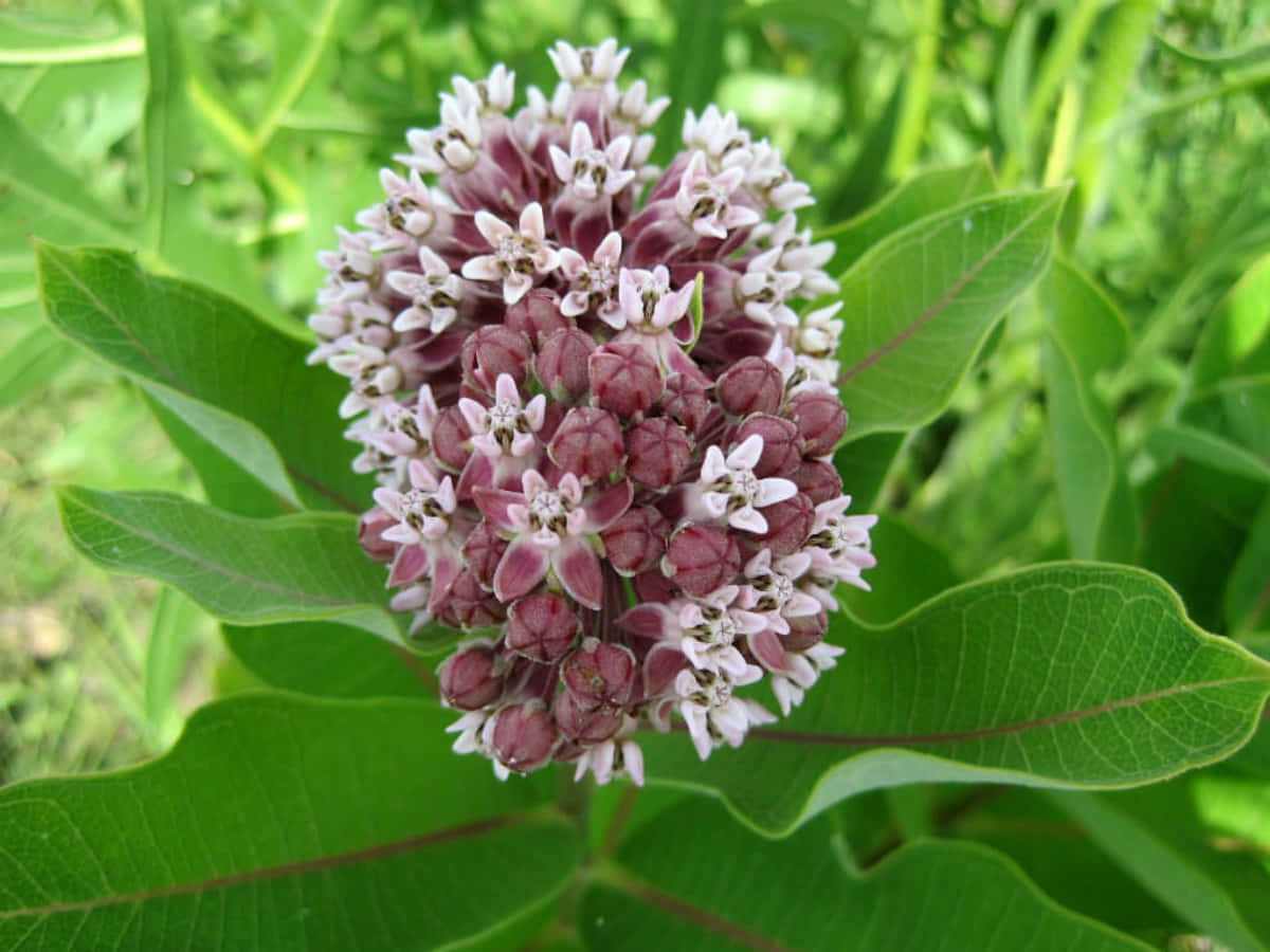 Milkweed 桌布 壁紙 — 馬利筋花簇的特寫，帶有粉紅色的花蕾和白色的花瓣，周圍環繞著茂密的綠葉。