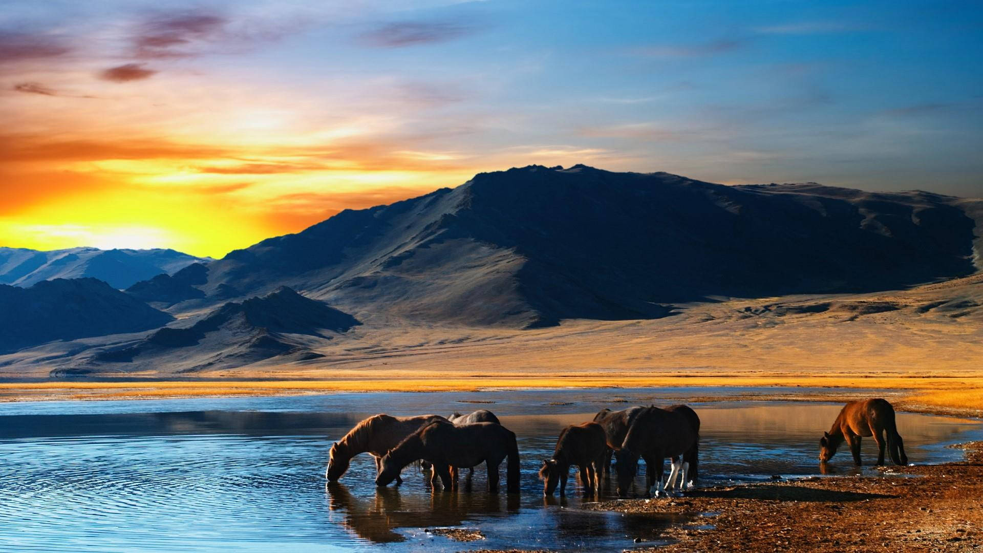 Mongolia 桌布 壁紙 — 馬匹在日落時從平靜的湖中飲水，山脈在火紅的橙色和藍色天空中呈現剪影。