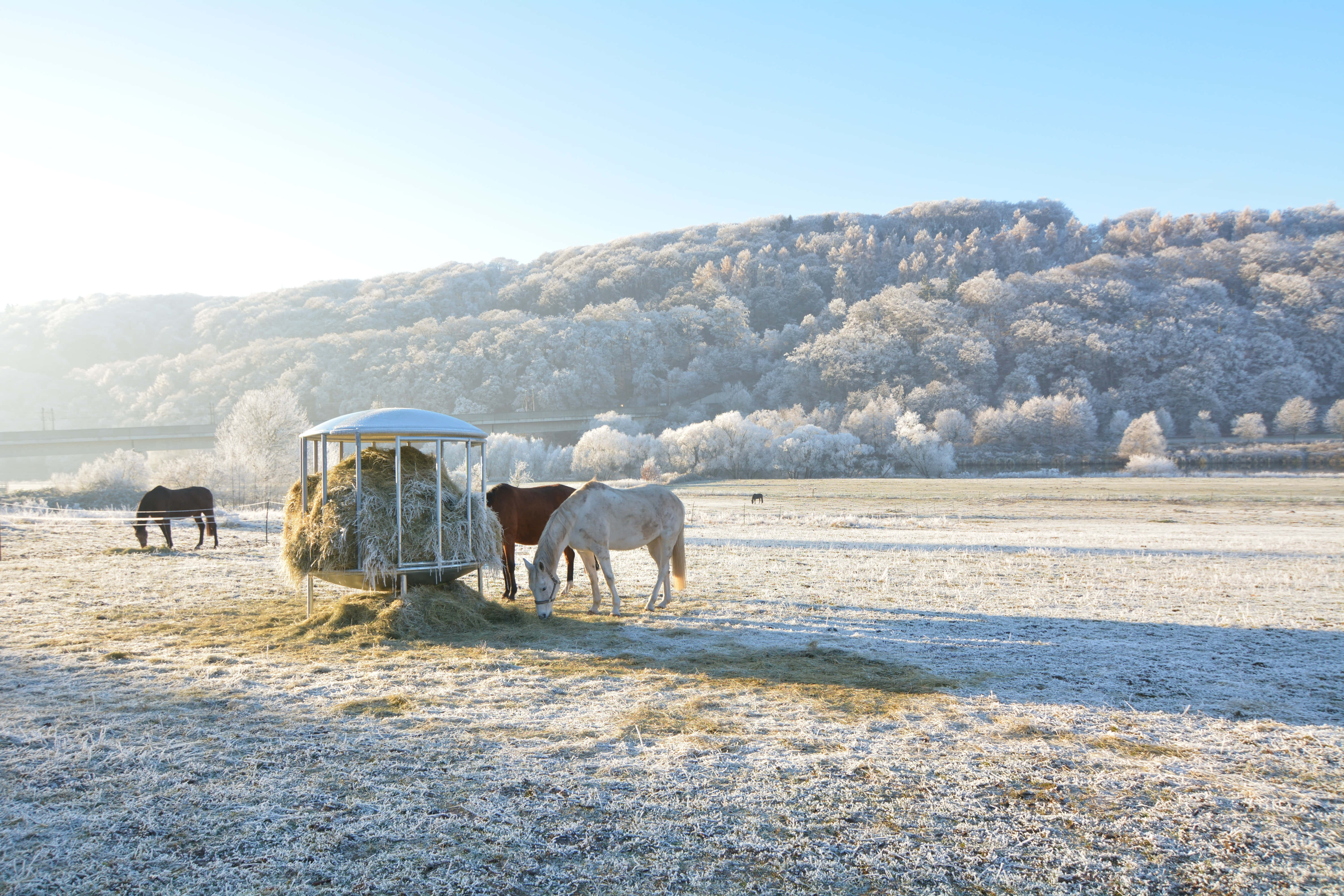 Beautiful Horses 桌布 壁紙 — 馬匹在結霜的草地上吃草，靠近一個乾草餵食器，背景是白雪覆蓋的山丘，天空清澈湛藍。
