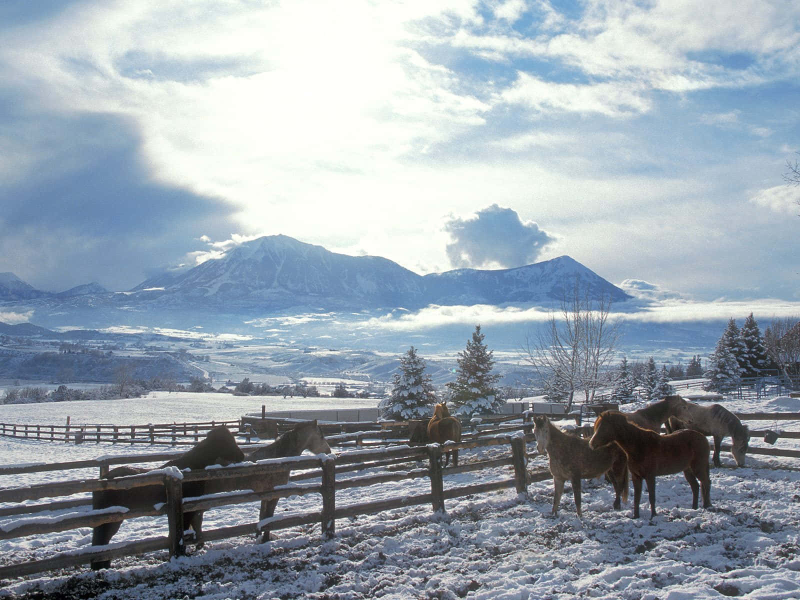 Ranch 桌布 壁紙 — 馬匹站在白雪覆蓋的牧場上，背景是白雪覆蓋的山脈和常青樹，天空明亮多雲。