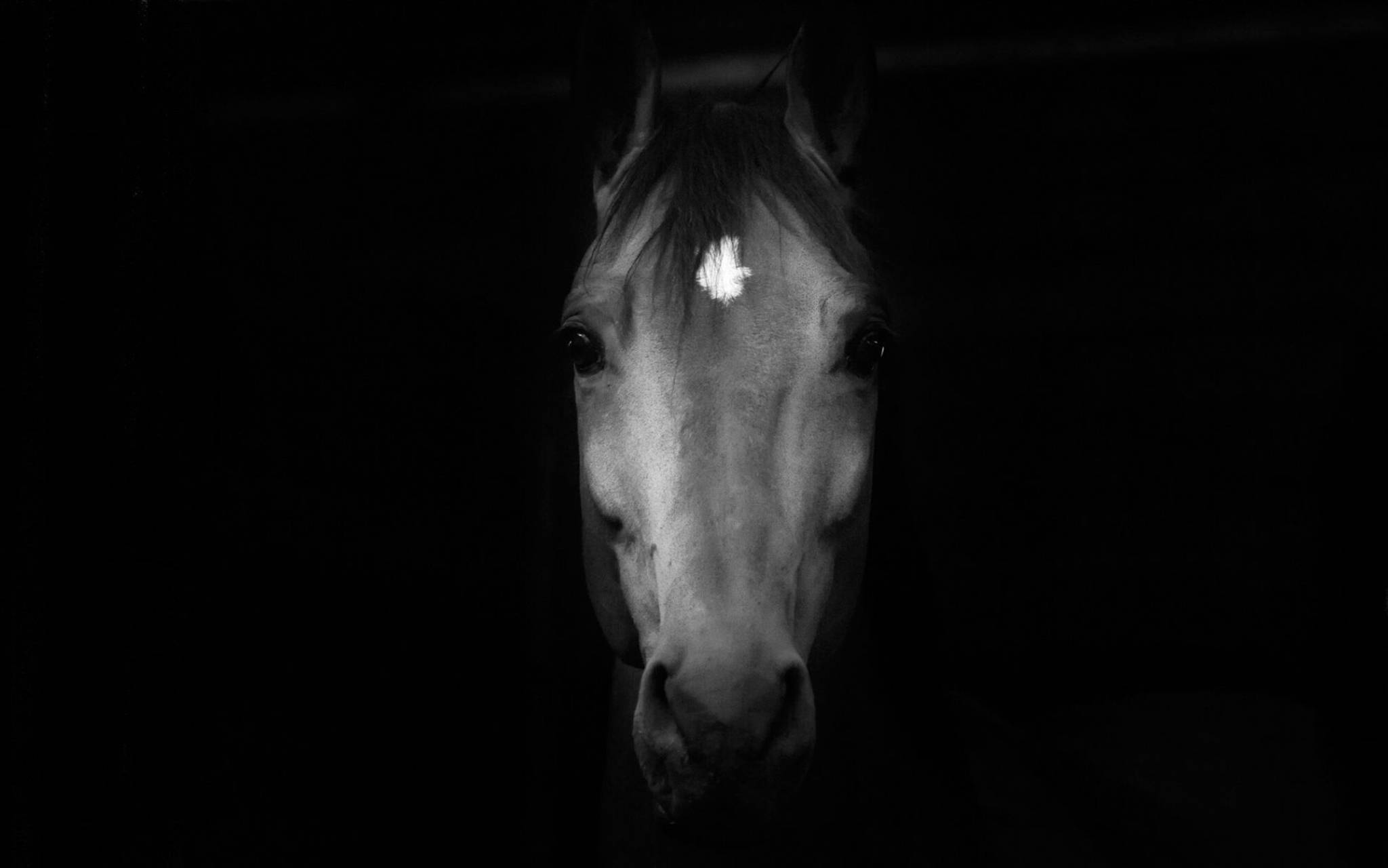 Horse Face 桌布 壁紙 — 馬的臉從黑暗中浮現，一幅黑白分明的肖像，額頭上有發光的白色標記。