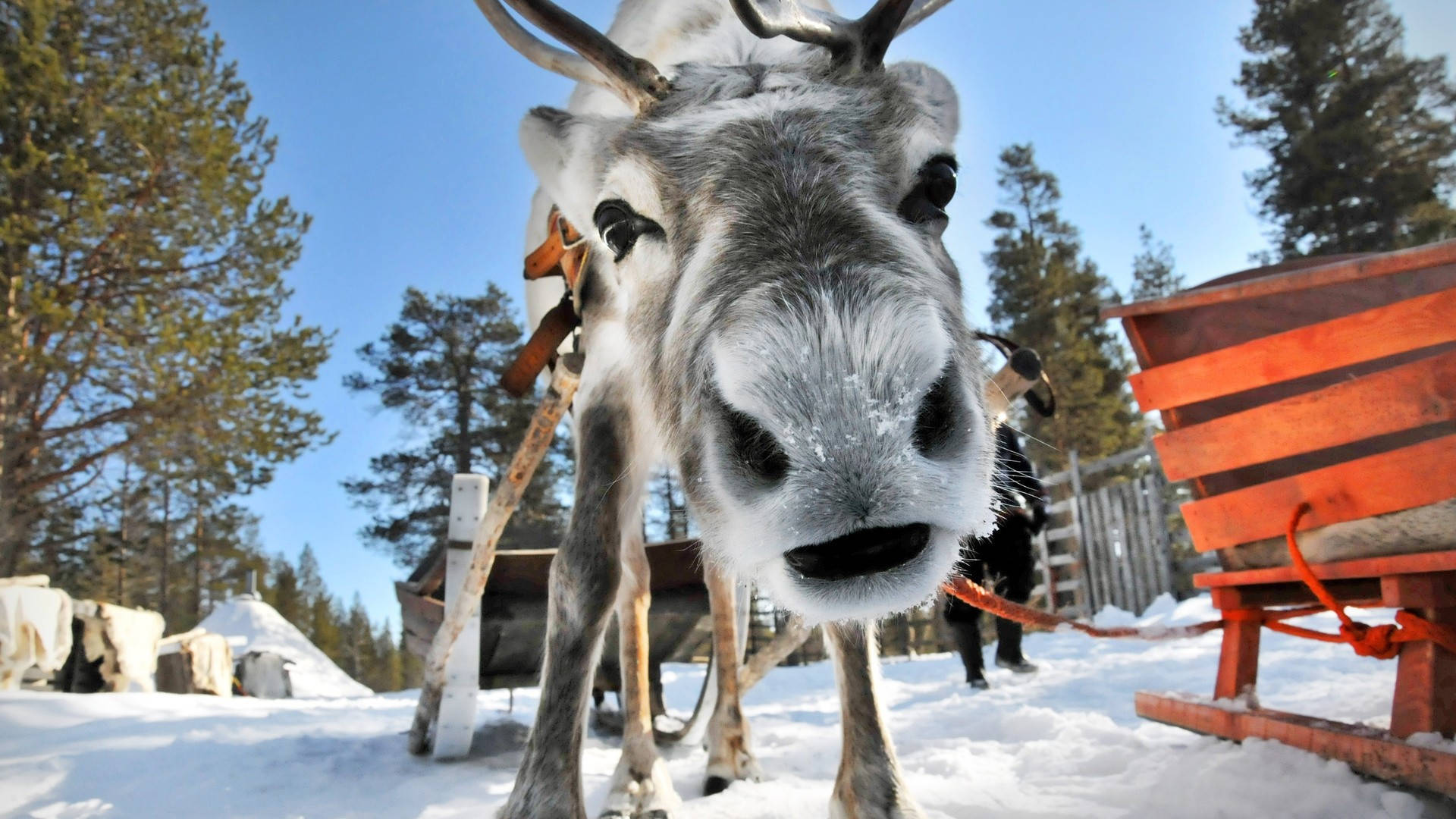 Reindeer 桌布 壁紙 — 馴鹿的特寫，鼻子上和鹿角上有雪，站在雪地森林中，旁邊有一輛紅色雪橇。