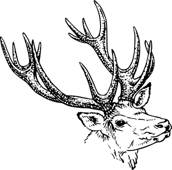 馴鹿黑暗 壁紙