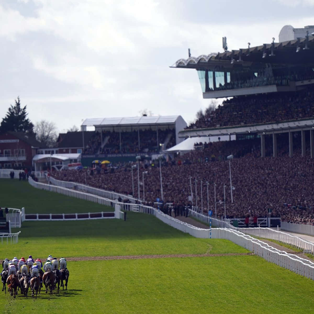 Cheltenham Festival 桌布 壁紙 — 騎師在充滿活力的綠色草地賽道上賽馬，而擠滿人的看台在陰天天空下觀看。