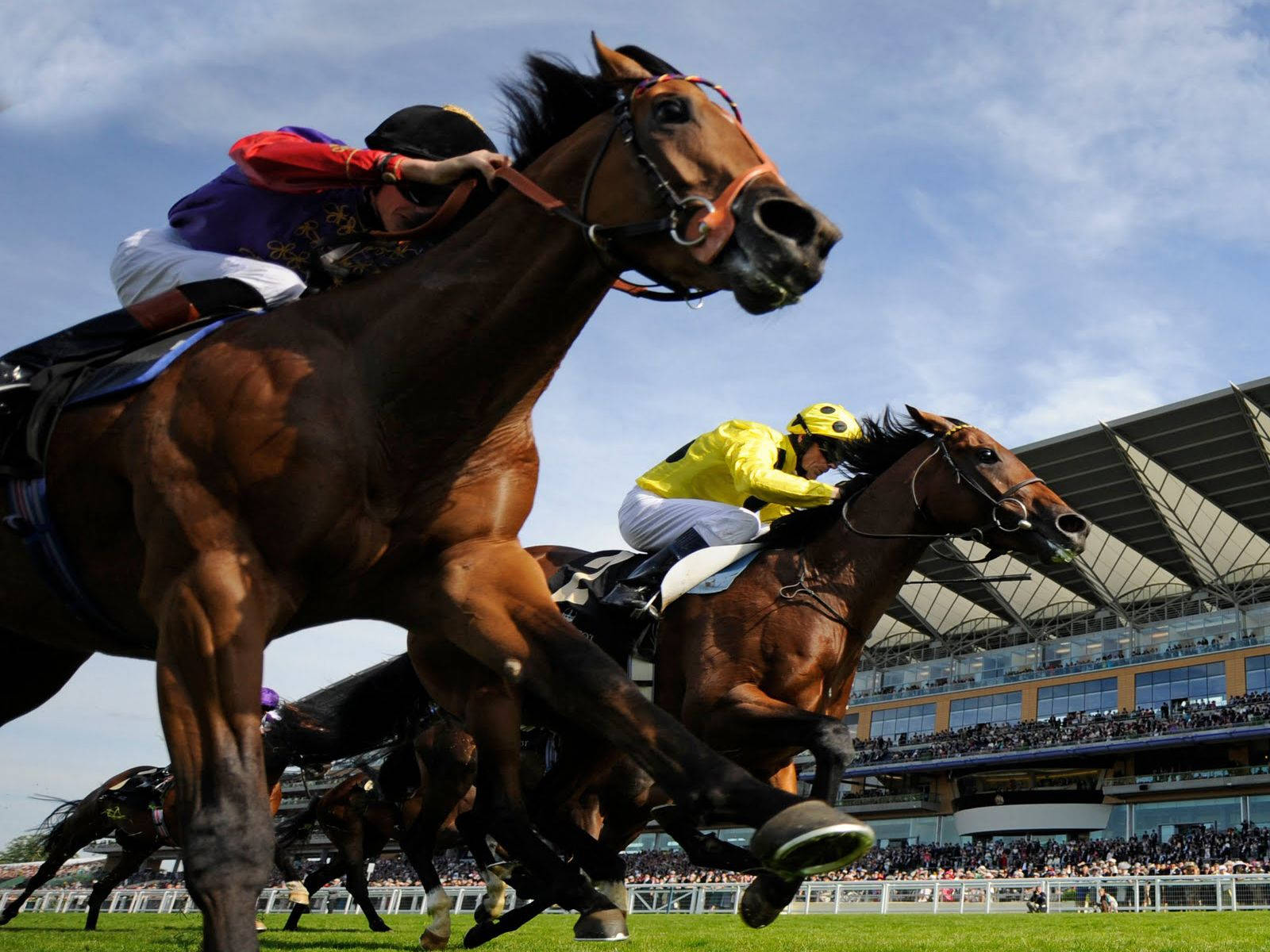 Horse Racing 桌布 壁紙 — 騎師穿著色彩繽紛的絲綢賽衣，在明亮的藍天下於草地賽道上策騎棕色馬匹全速奔馳，看台上有觀眾觀看。