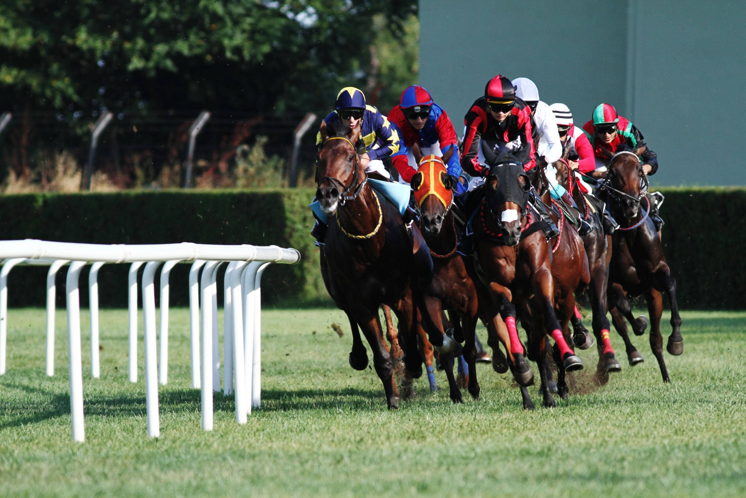 Horse Racing 桌布 壁紙 — 騎師身穿色彩繽紛的絲綢賽衣，在陽光照耀的草地賽道上策馬奔馳，背景有白色欄杆和綠色樹籬。