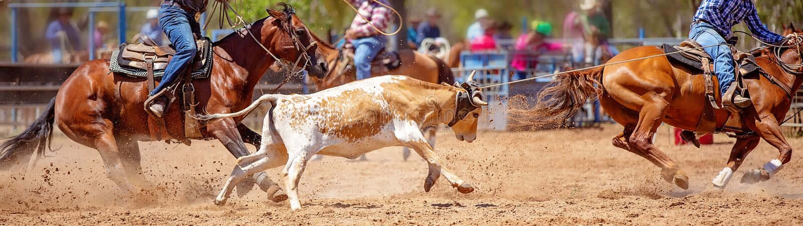 Rodeo 桌布 壁紙 — 騎手騎著奔騰的馬匹，在明亮的日光下，在塵土飛揚的牛仔競技場上追逐一頭有斑點的小牛。