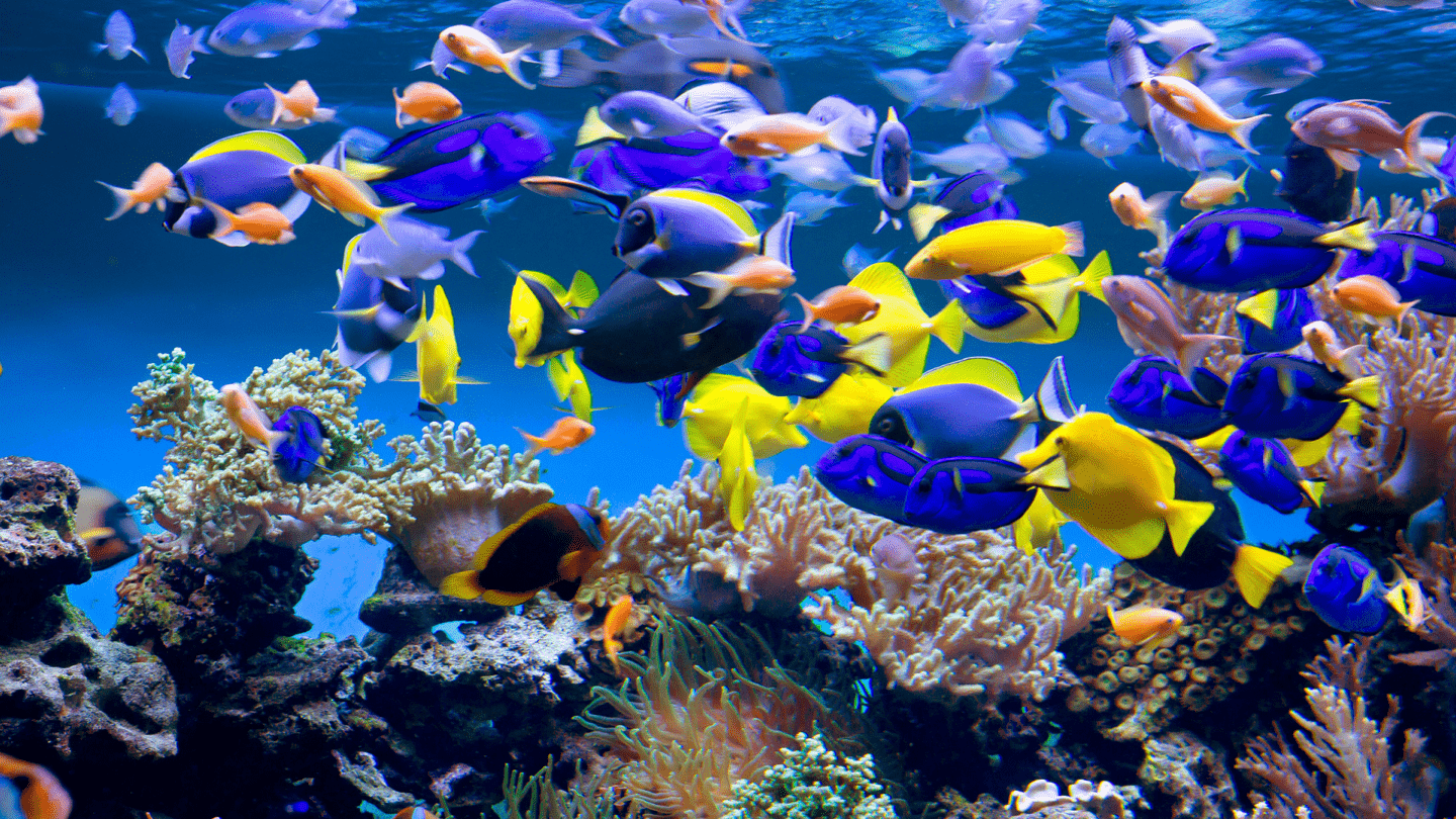 驚豔的水中世界：水族館 壁紙