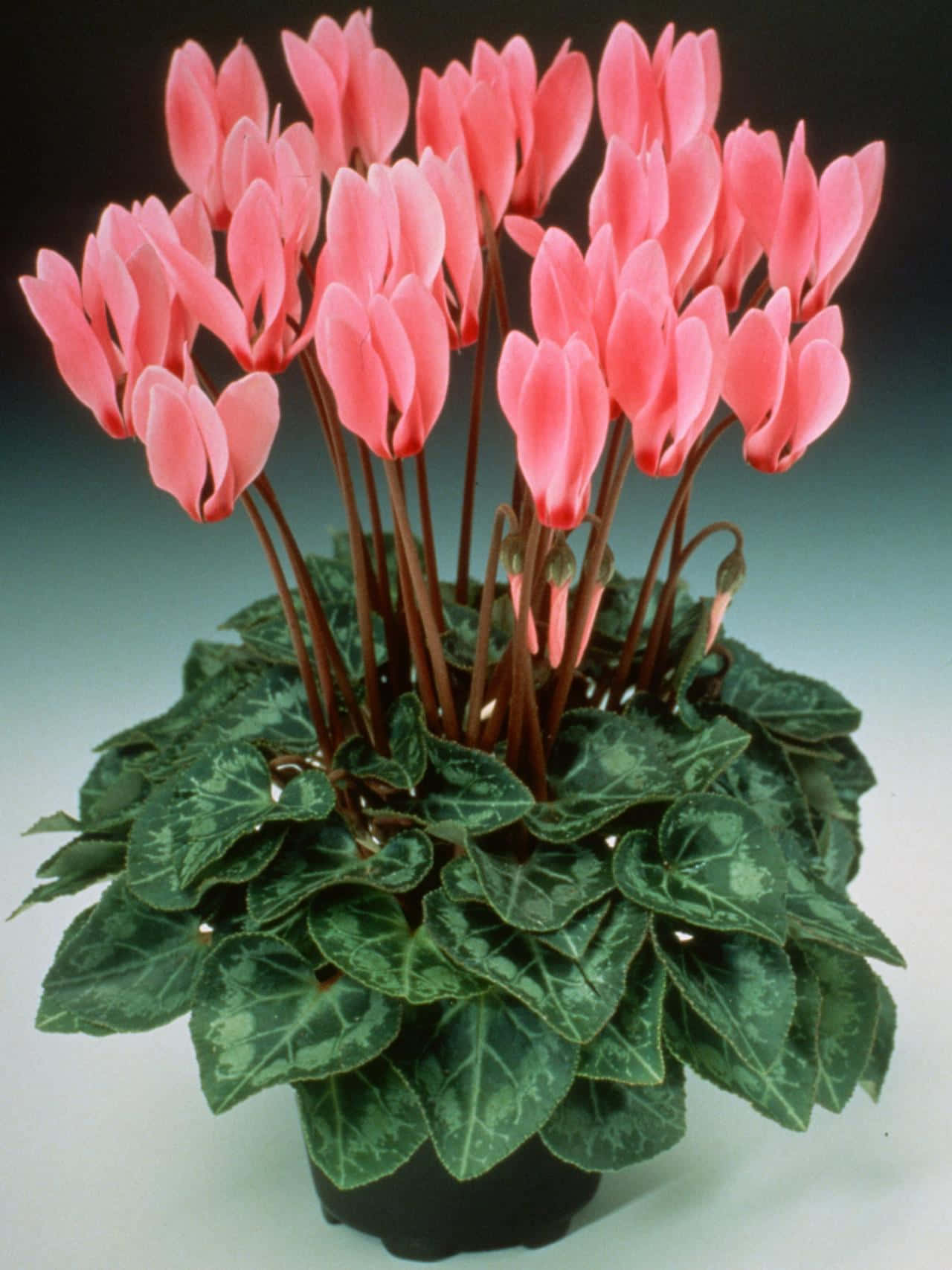 體驗一系列活潑嬌嫩的仙客來花朵 壁紙