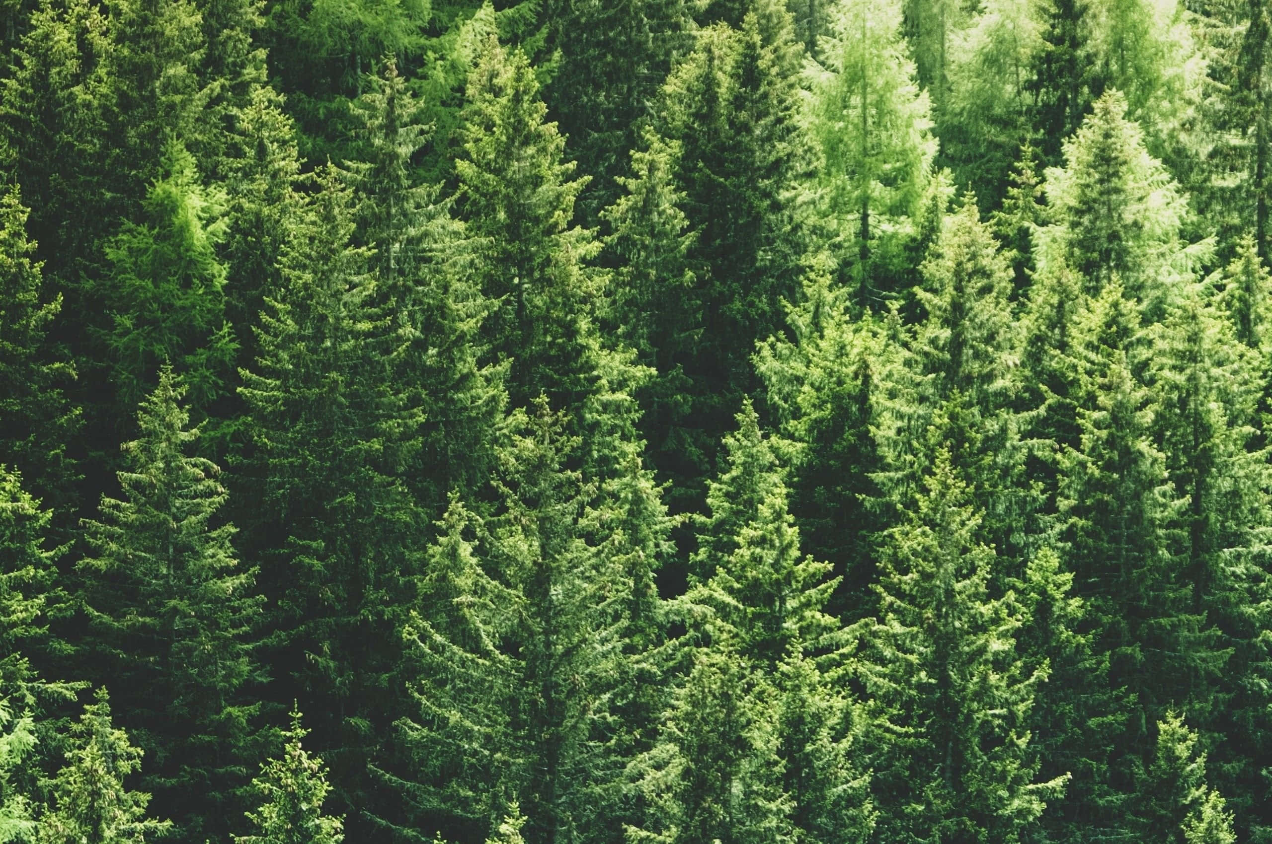Pine Tree 桌布 壁紙 — 高大常綠樹的茂密樹冠，沐浴在柔和陽光穿透樹葉的景色中。