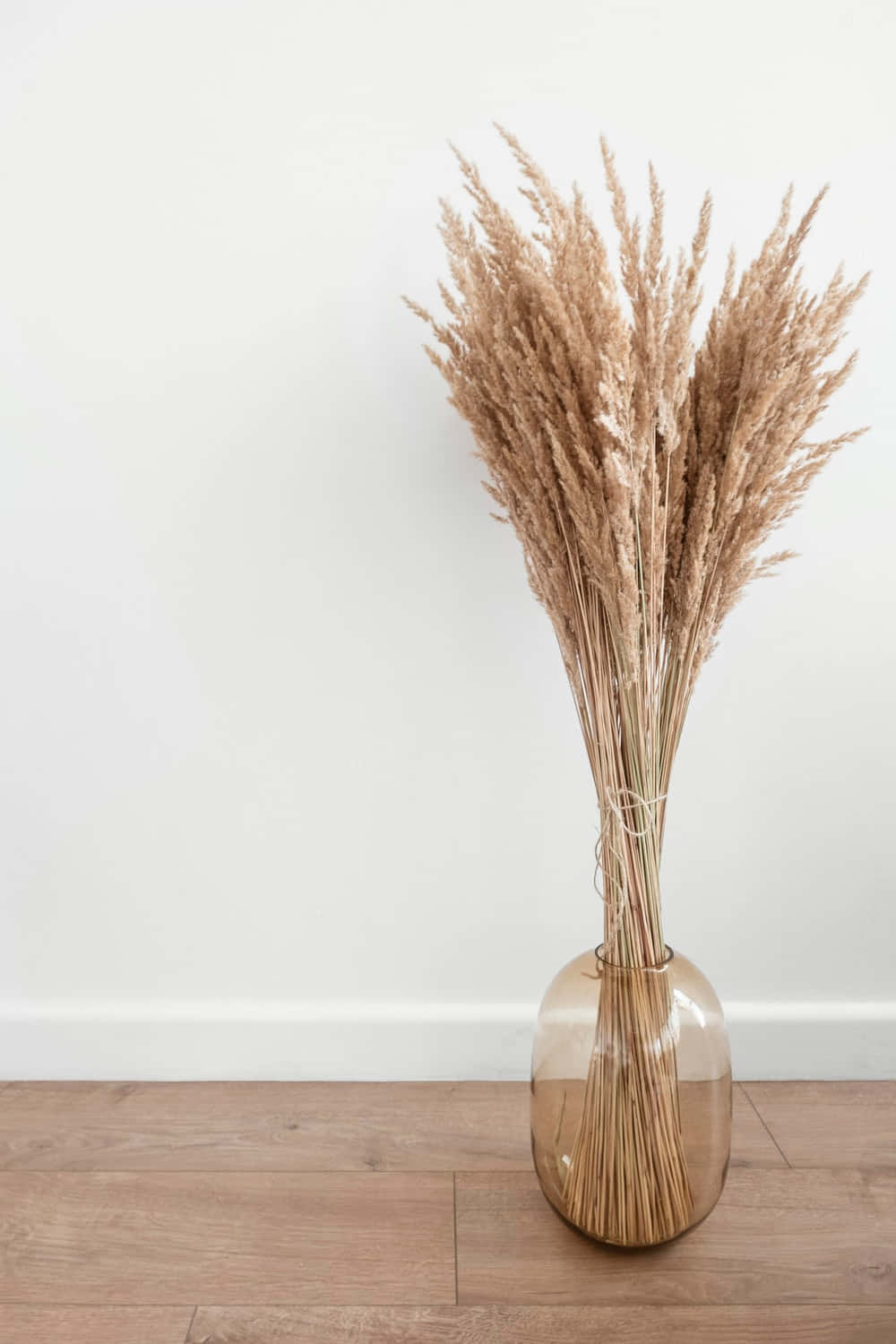 Pampas Grass 桌布 壁紙 — 高大的乾燥蒲葦放在半透明琥珀色花瓶中，置於木地板上，背景是純白牆壁。
