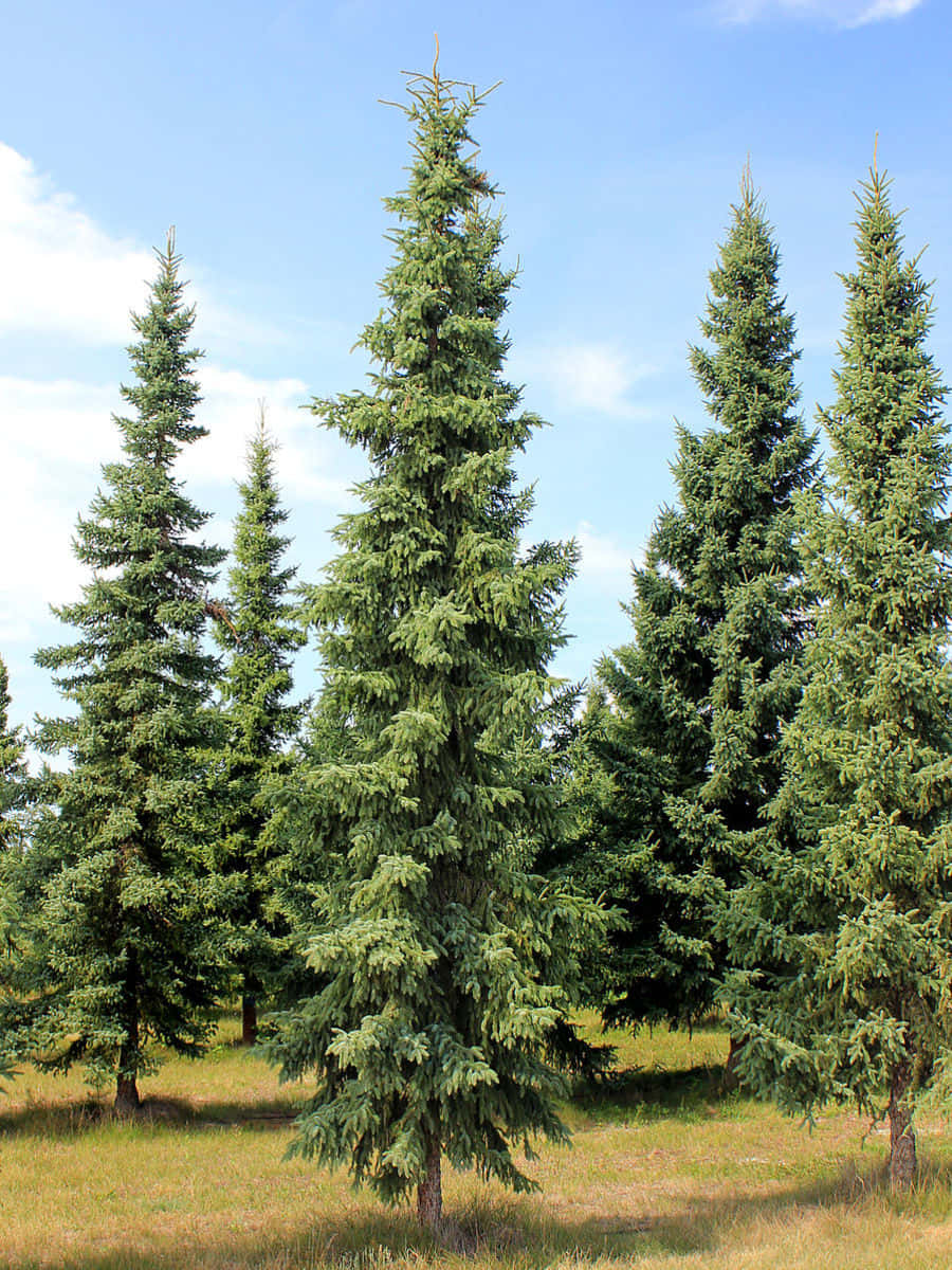 Evergreen Trees 桌布 壁紙 — 高大的常綠樹矗立在草地上，天空湛藍，白雲點綴。