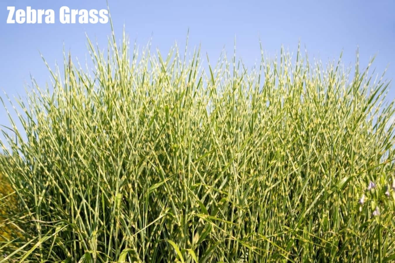 Grass 桌布 壁紙 — 高大的斑馬草帶有引人注目的綠色和黃色條紋，在清澈的藍天下輕輕搖曳。