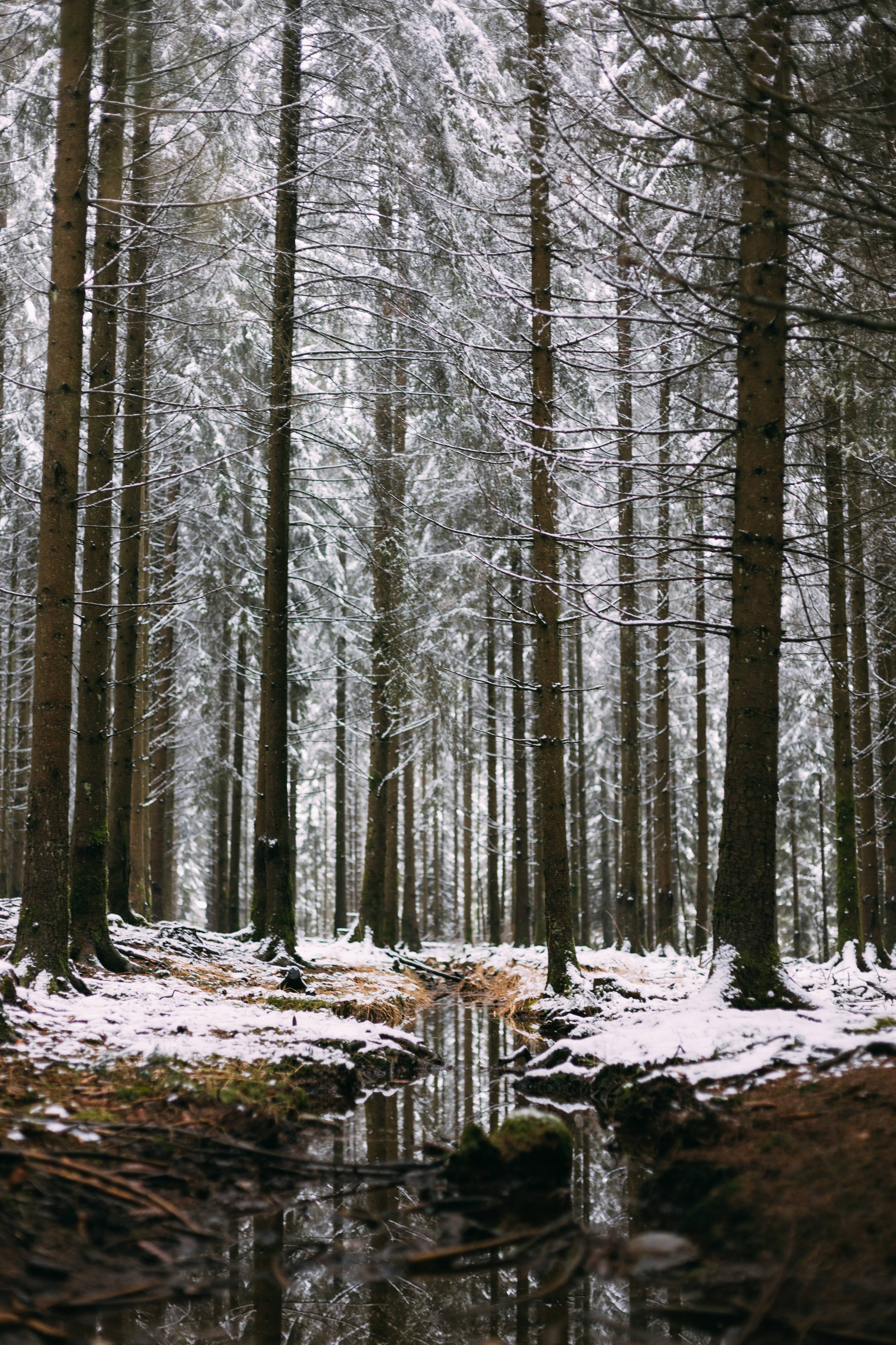 比利時 桌布 壁紙 — 高大的松樹上覆蓋著白雪，勾勒出一條寧靜的森林小徑，一條反射著光影的小溪蜿蜒穿過冬日的樹林。