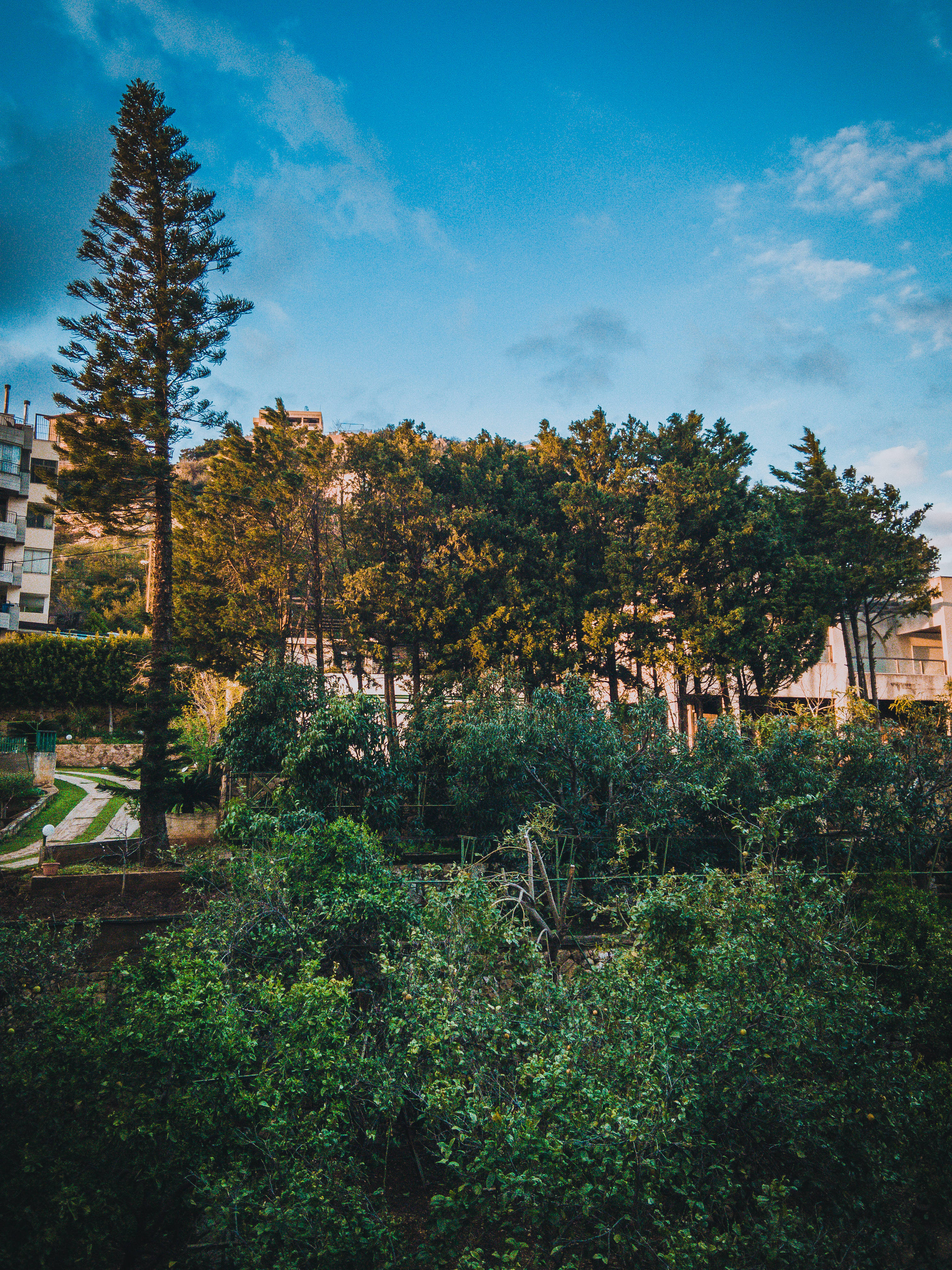 Lebanon 桌布 壁紙 — 高大的松樹和茂密的綠色灌木叢環繞著山坡，山坡上有現代建築，天空湛藍，白雲點點。