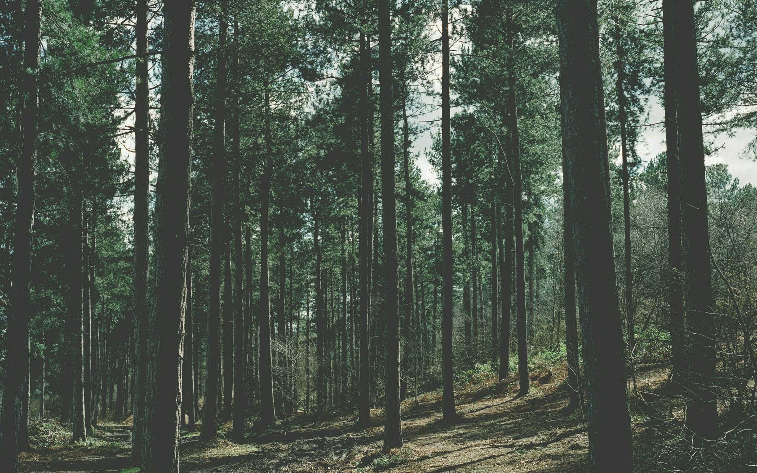 Forest Desktop 桌布 壁紙 — 高大的松樹在茂密的森林中向上伸展，斑駁的陽光透過樹冠灑落。