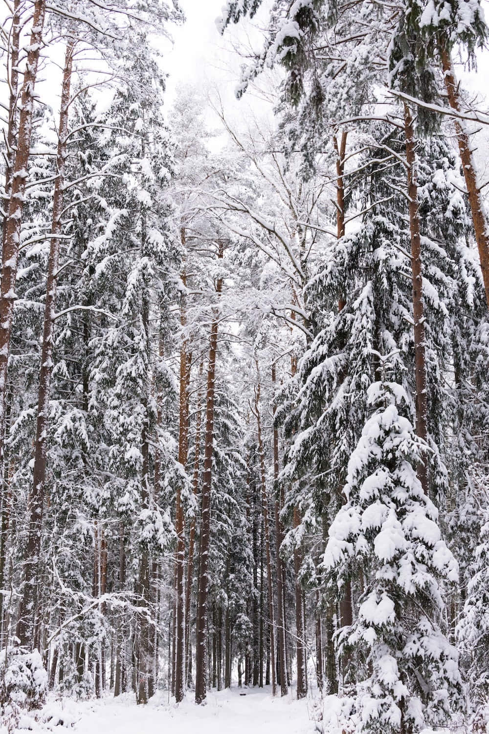 Winter Forest 桌布 壁紙 — 高大的松樹密密麻麻地矗立在白雪覆蓋的森林中，厚重的雪附著在樹枝上，天空陰沉。