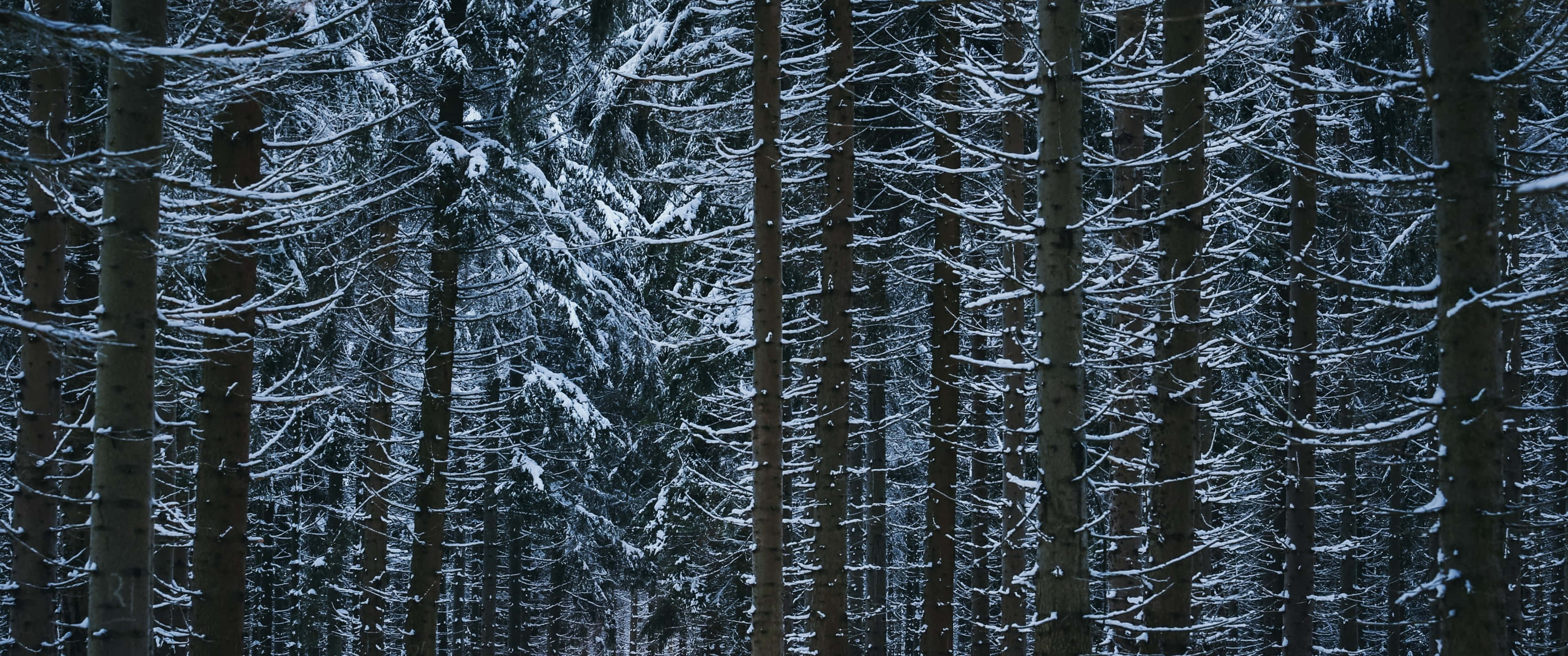 桌布 壁紙 — 高大的松樹披著雪霜，矗立在茂密的冬日森林中，天空是柔和的暮色。